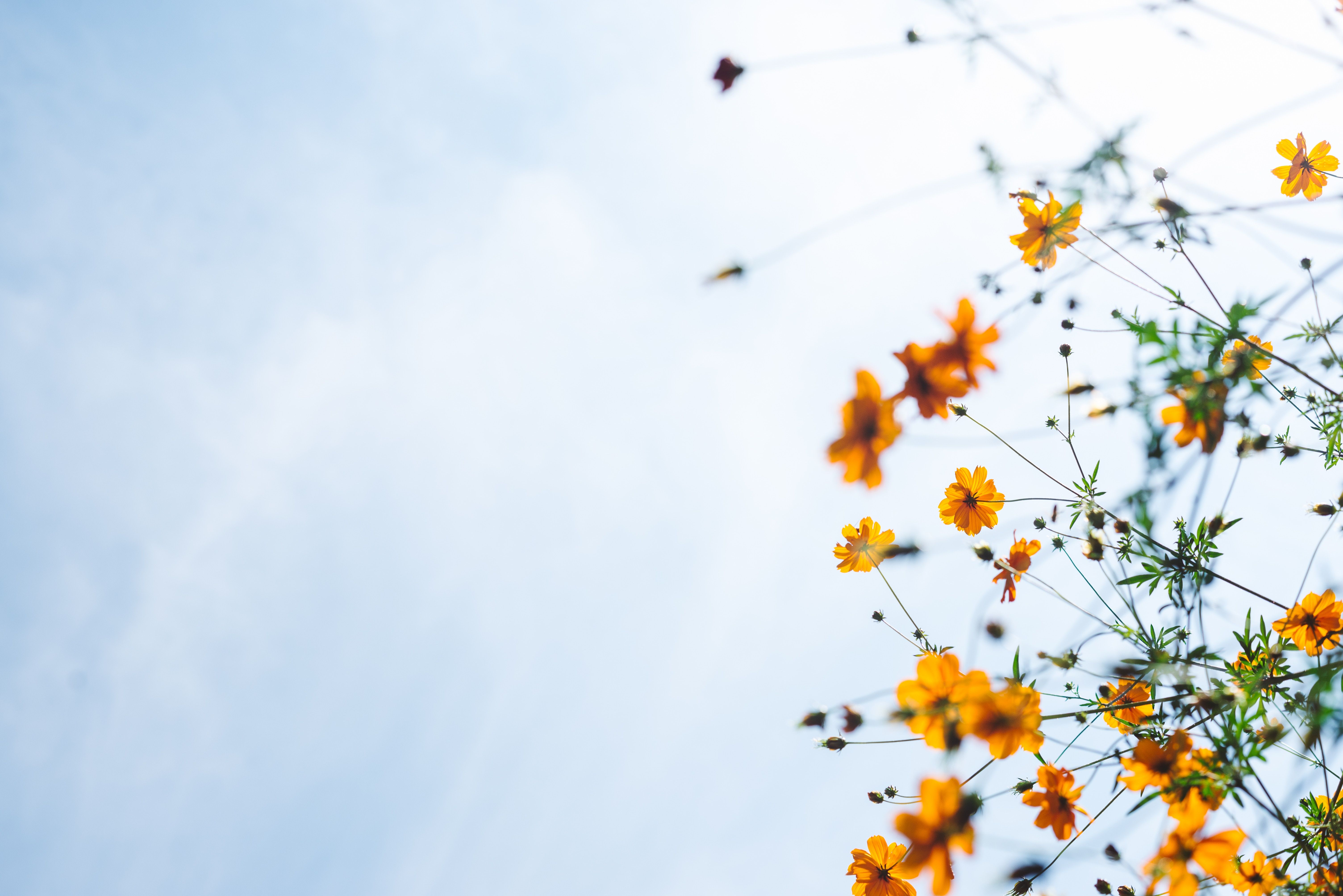 Fiori gialli cielo azzurro, 6016x4016 4K, Desktop 4K