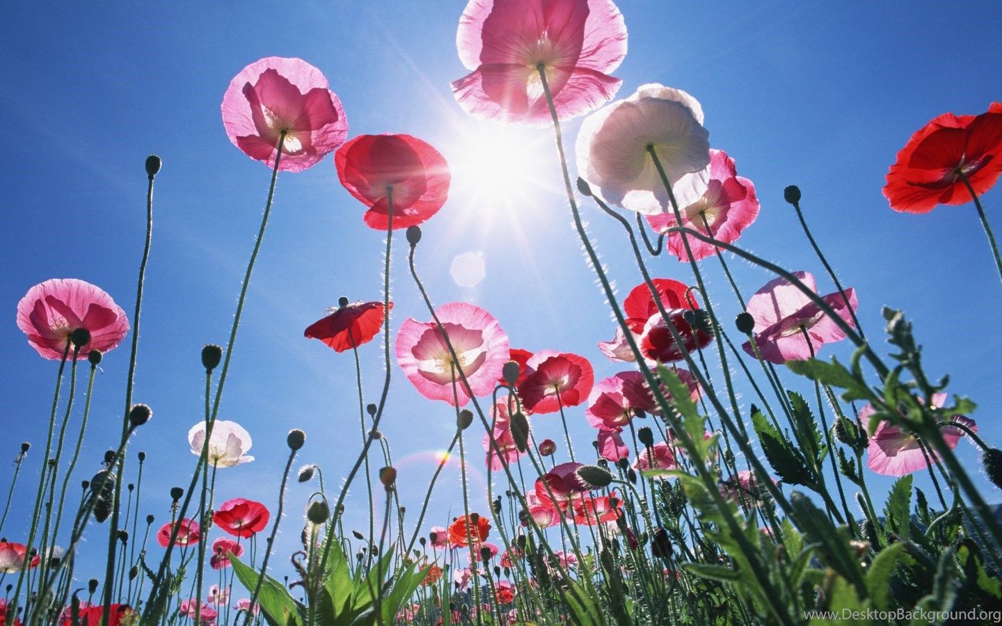 Papaveri rosa al sole, 1440x900 720p, Laptop