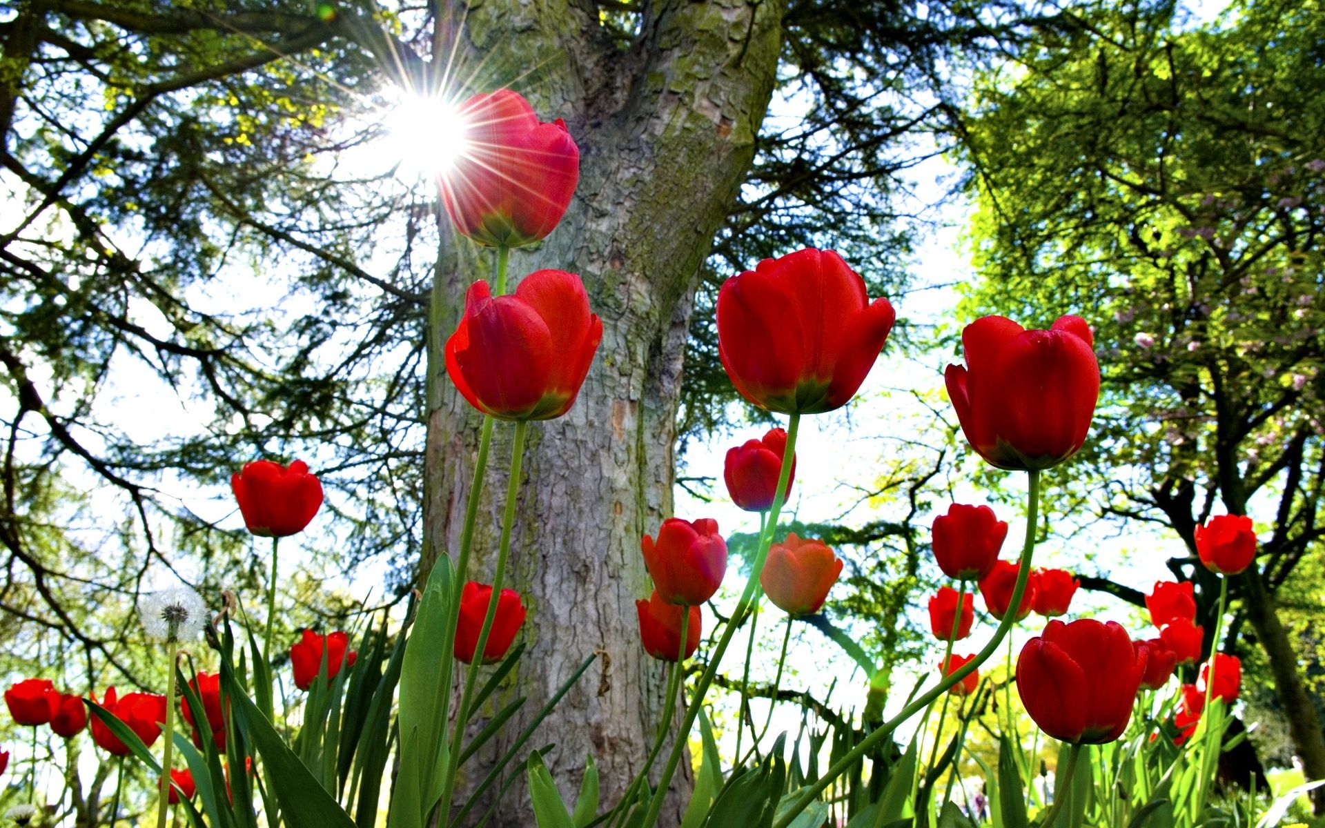 Tulipani rossi con sole, 1920x1200 Full HD+, PC