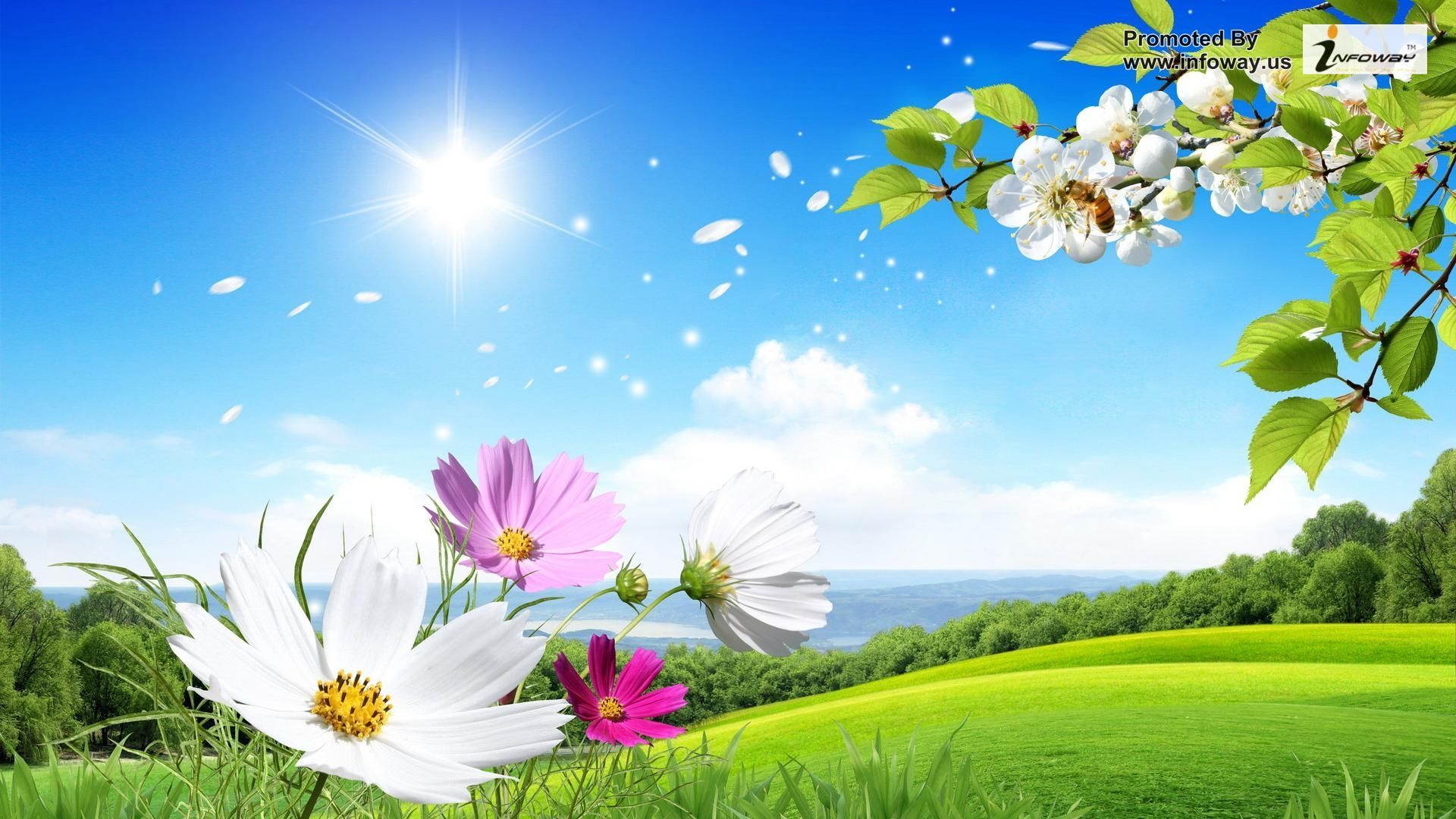 Fiori e sole su prato verde, 1920x1080 1080p, PC Desktop