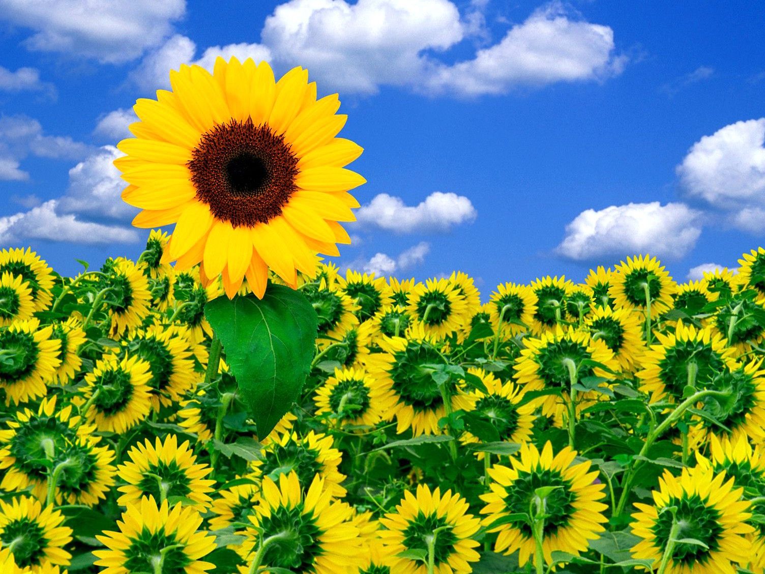 Campo di girasoli, 1504x1128 720p, Laptop