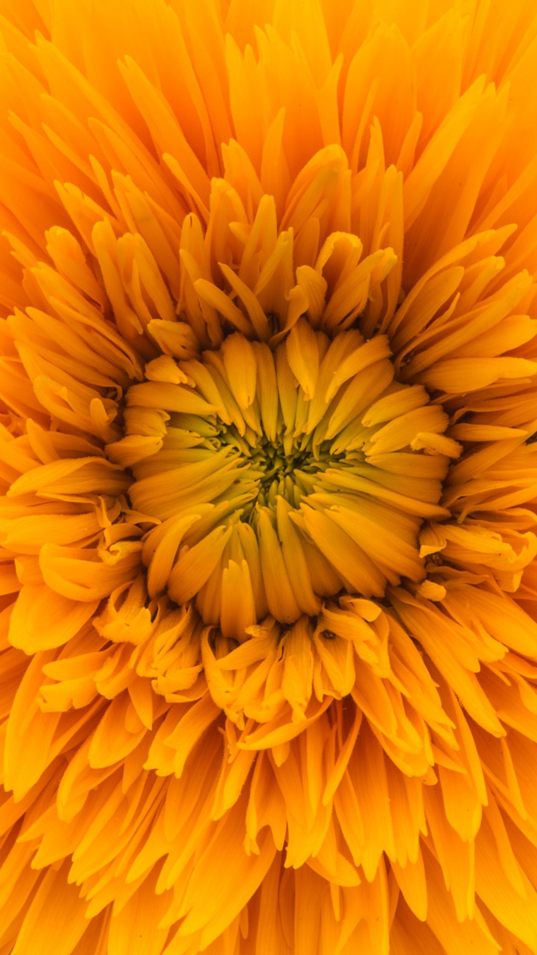 Fiore giallo arancio primo piano, 1080x1920 Verticale, Telefono