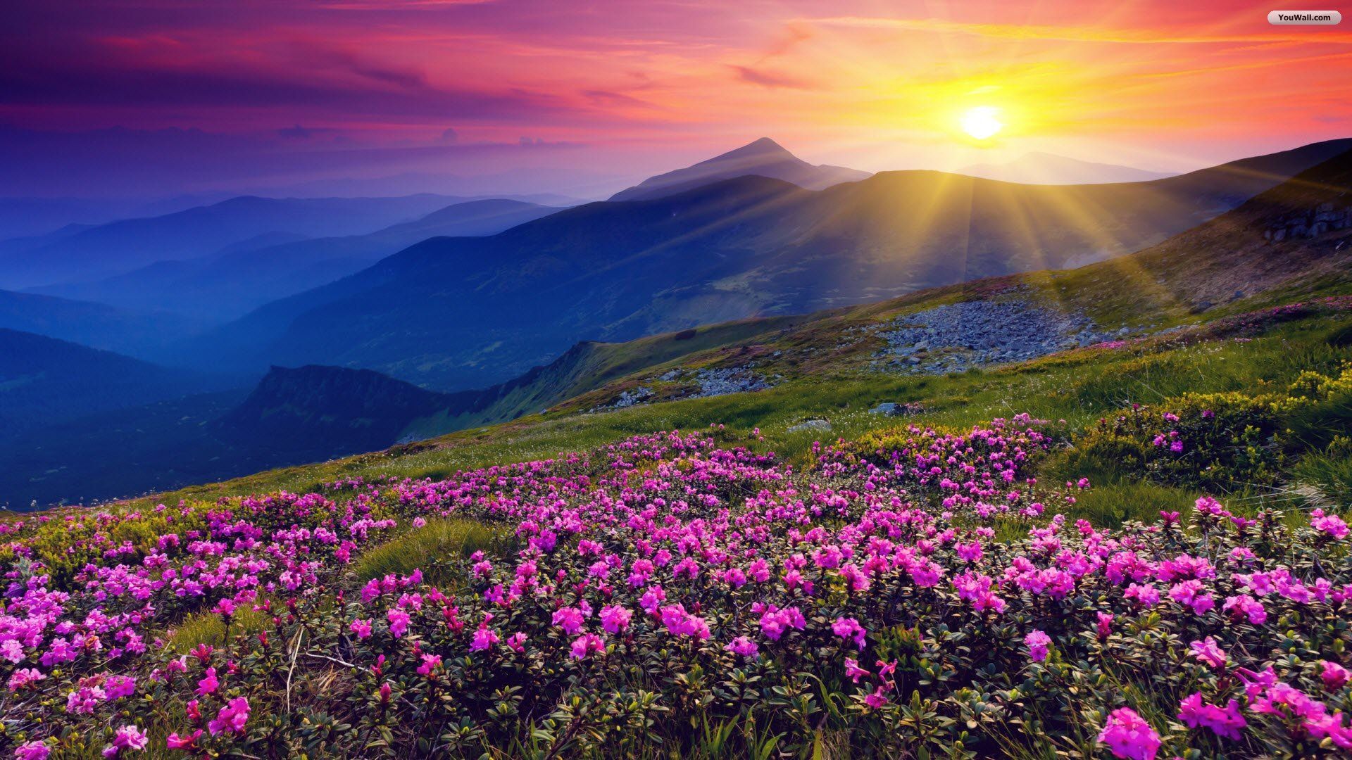 Montagne fiori viola tramonto, 1920x1080 Full HD, Desktop