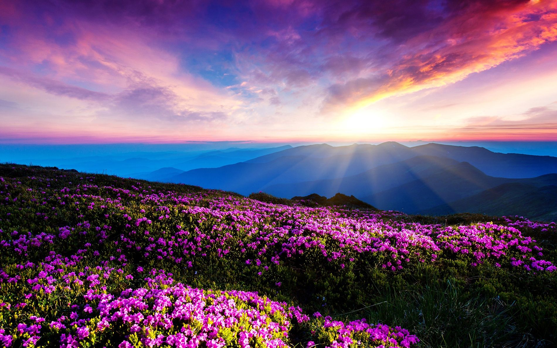 Fiori viola al tramonto, 1900x1188 HD Ready, PC