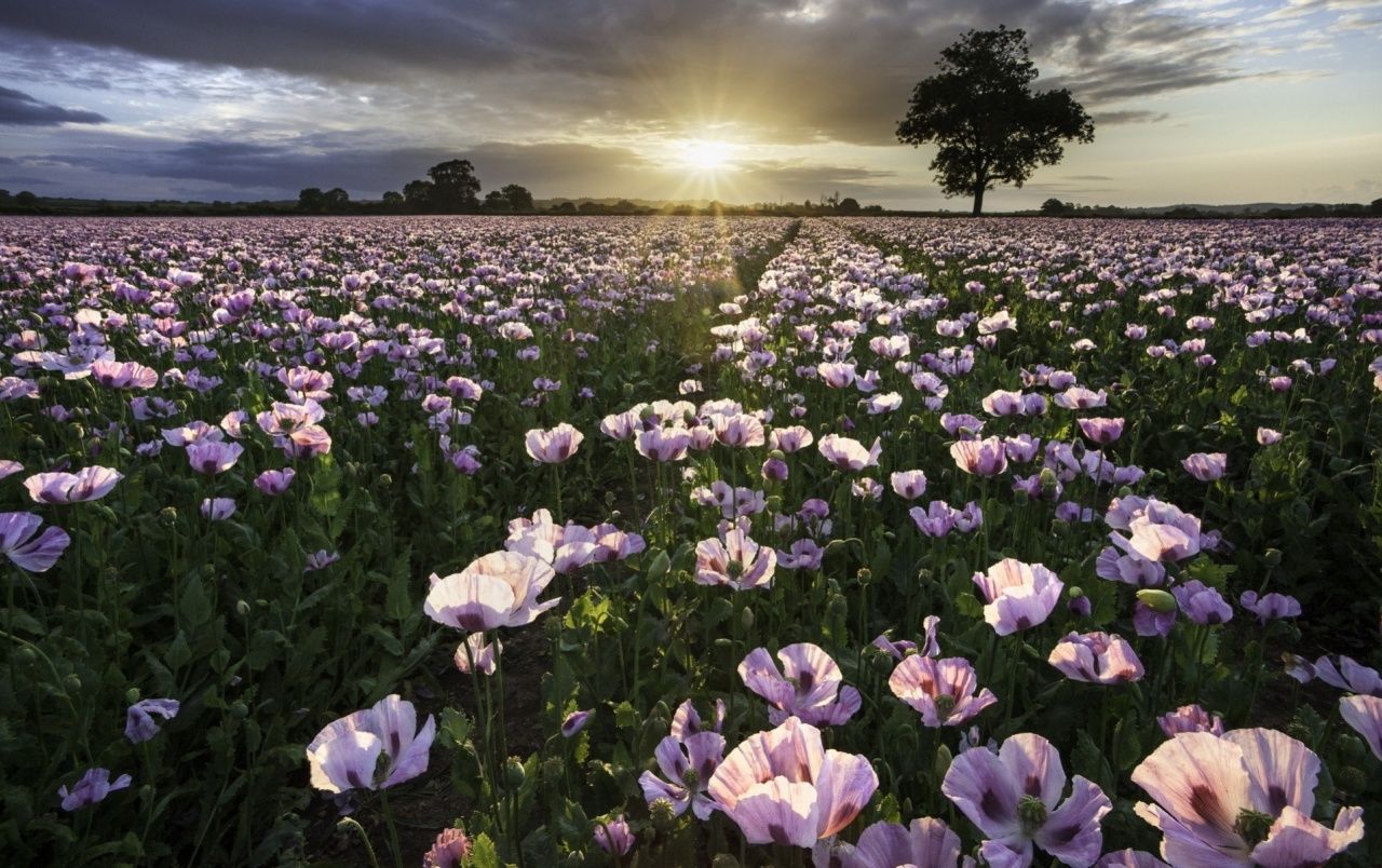 Campo di papaveri al tramonto, 1280x804 720p, PC