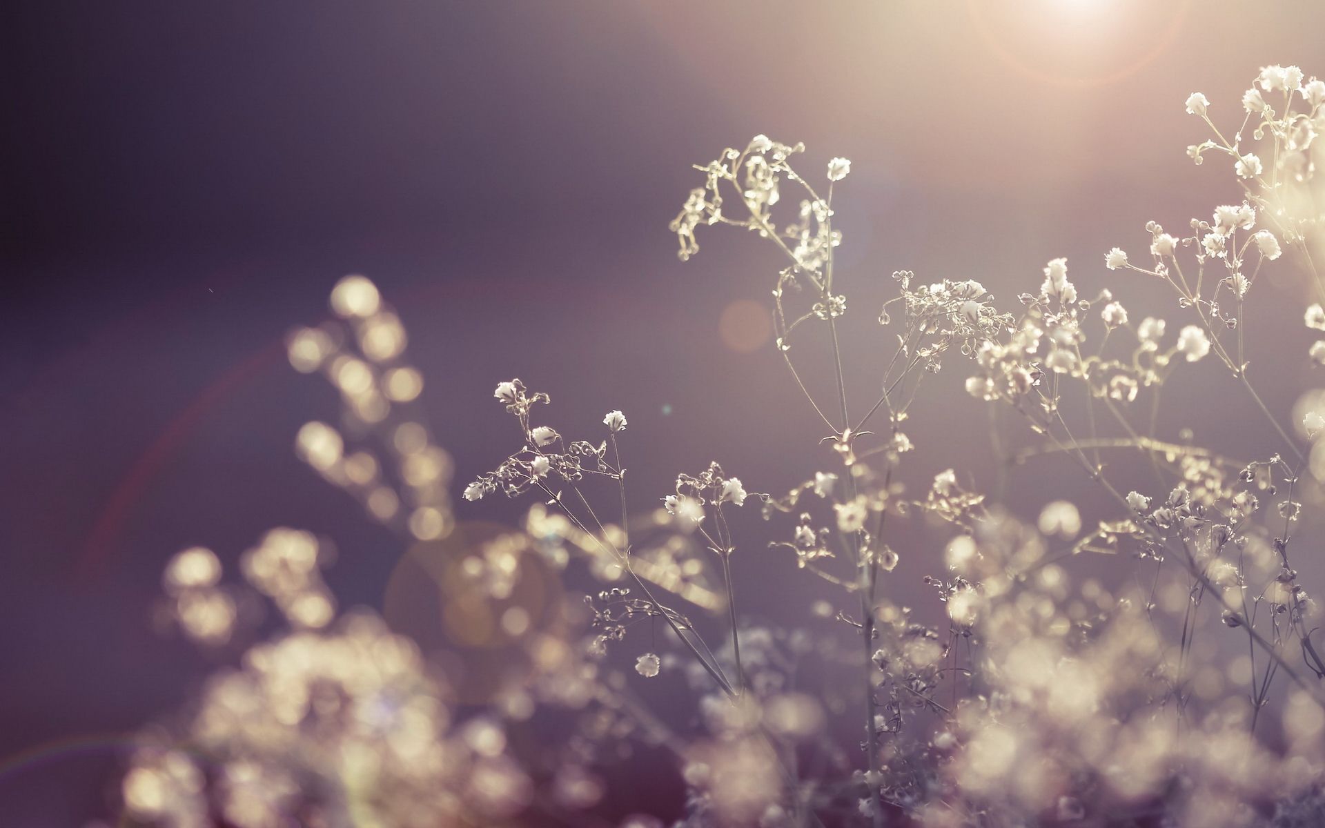 Piccoli fiori controluce al tramonto, 1920x1200 Full HD+ WUXGA, Desktop
