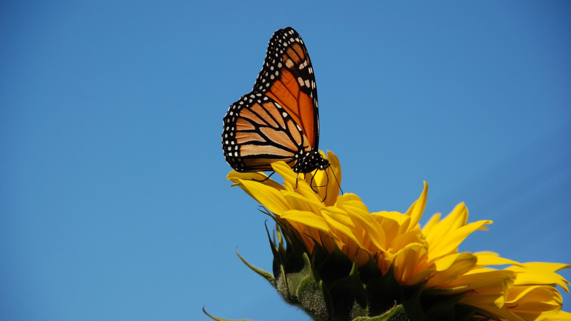 Farfalla monarca su girasole, 1920x1080 Full HD, Desktop
