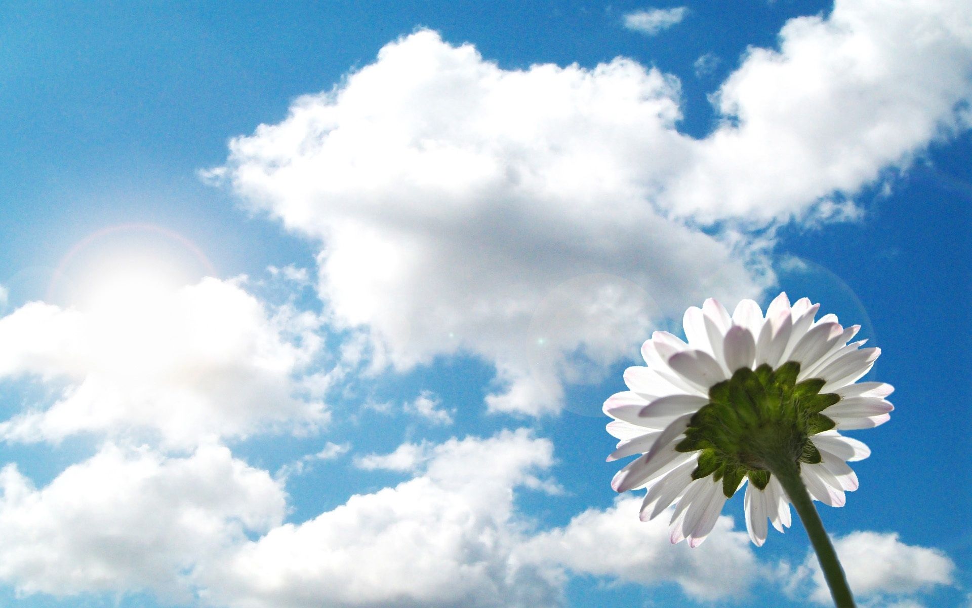 Margherita bianca cielo nuvoloso, 1920x1200 Full HD+, iMac