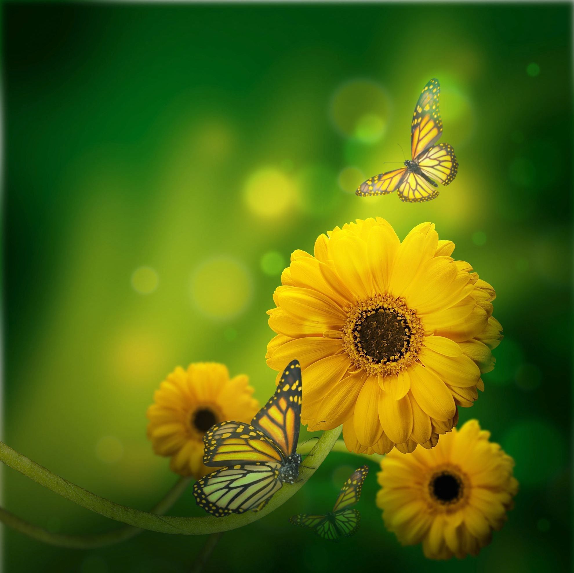 Gerbere gialle con farfalle, 1368x855 HD, Desktop