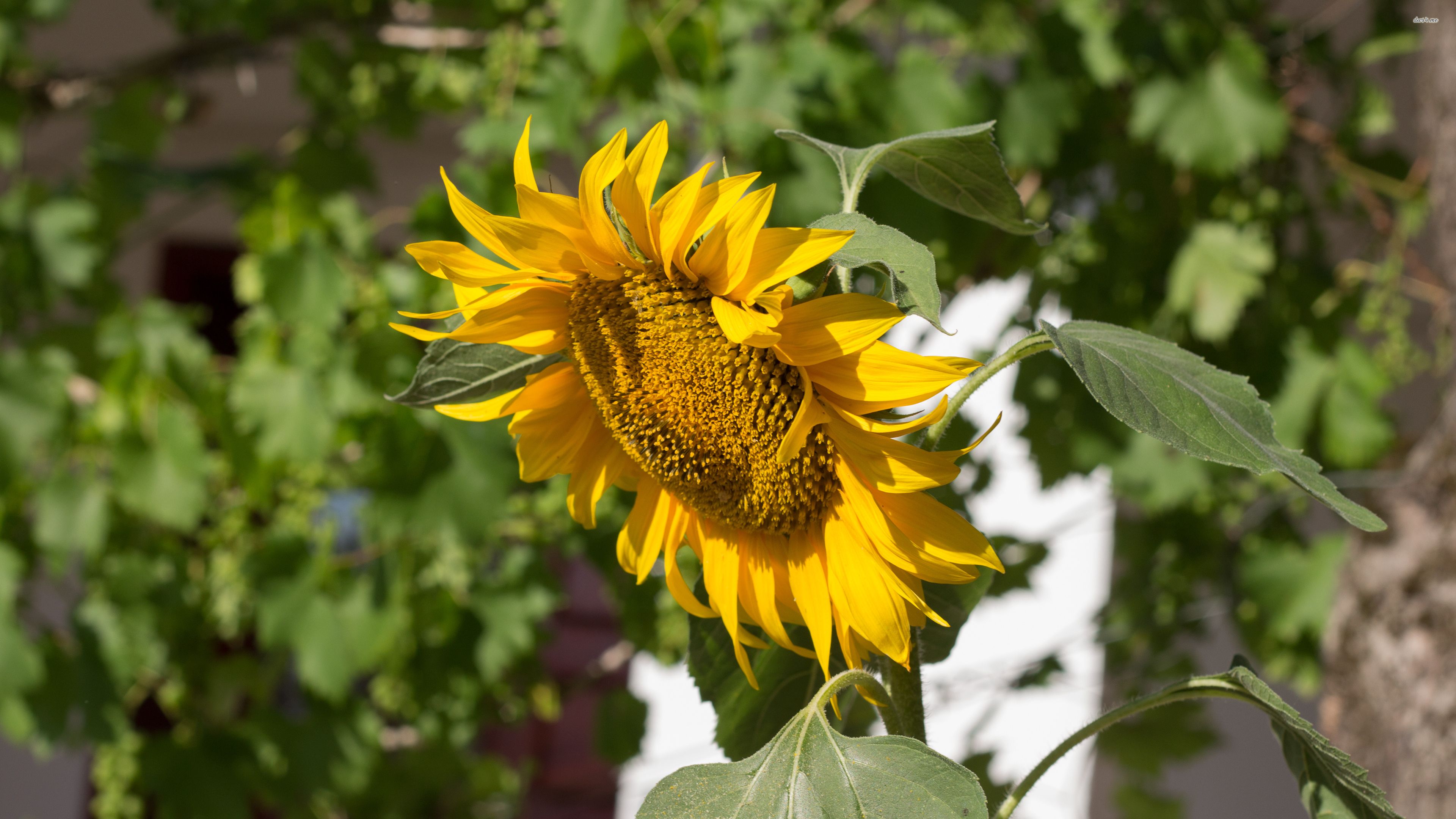 Girasole al sole, 3840x2160 4K, Desktop 4K