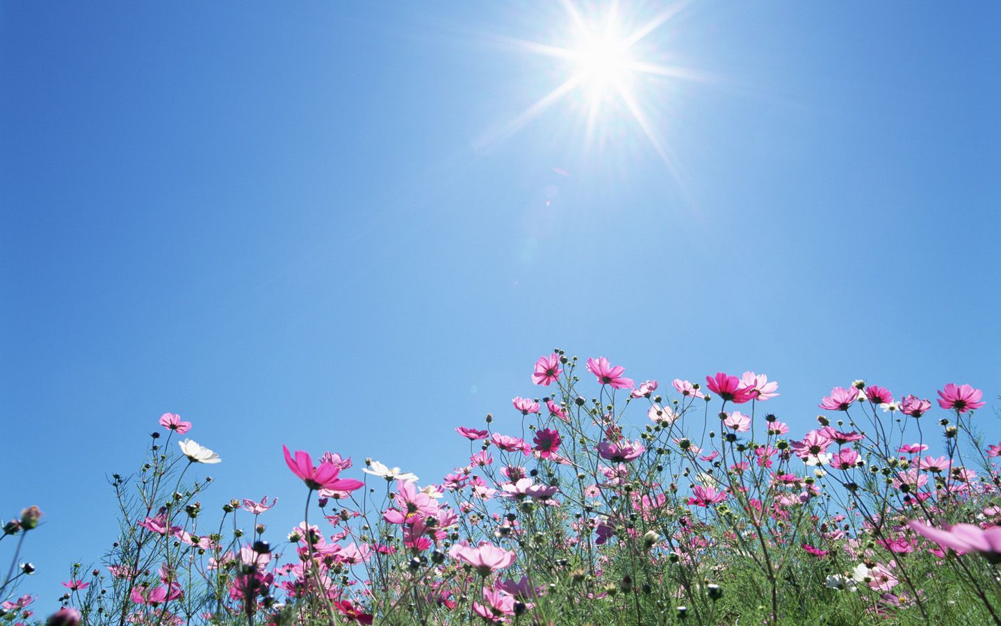 Fiori rosa e sole splendente, 1440x900 720p, PC