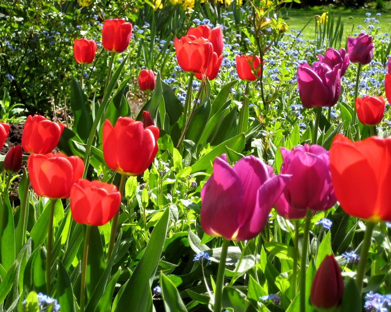 Tulipani rossi e viola, 1280x1024 720p, Laptop