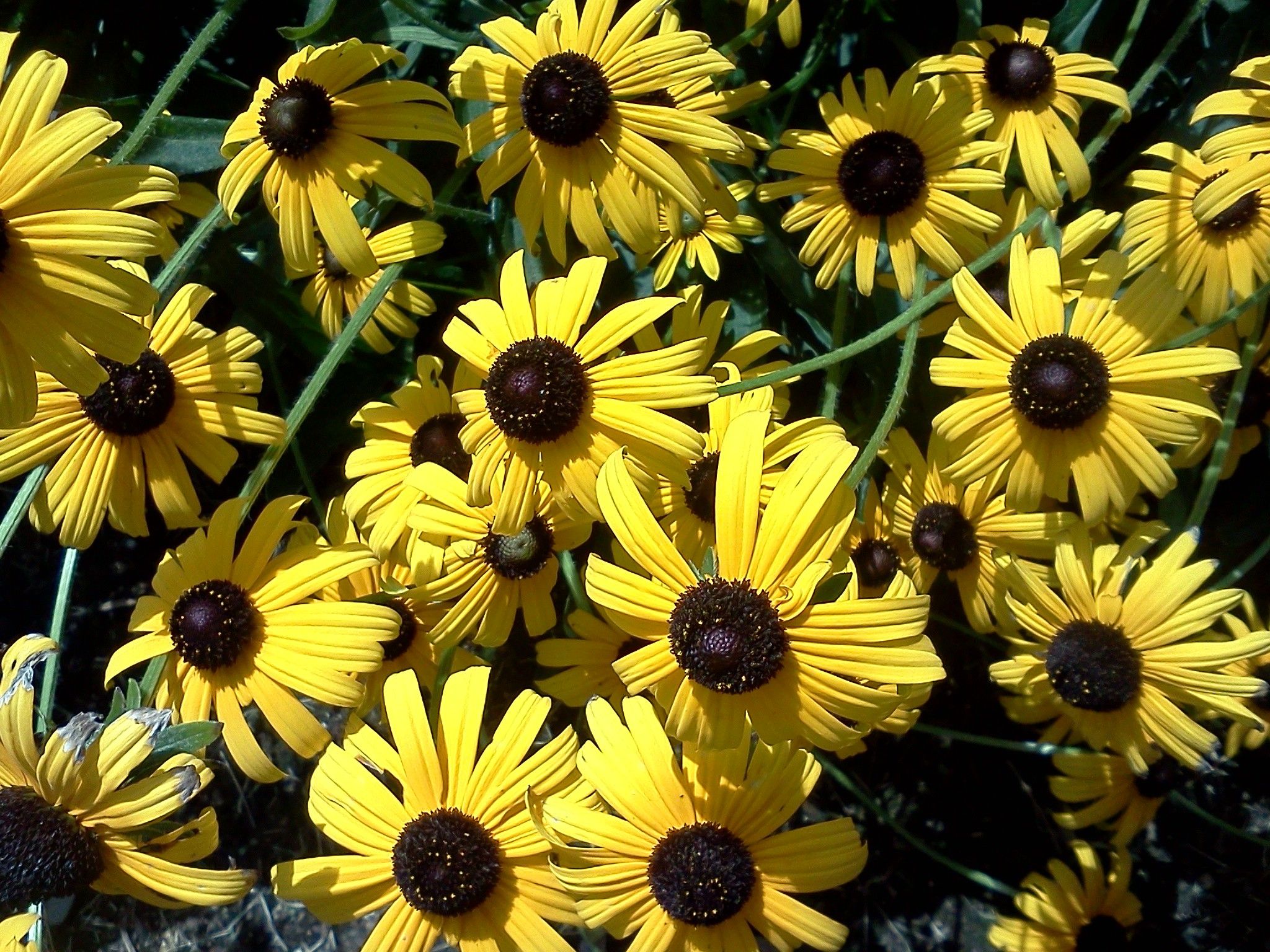 Fiori gialli Black Eyed Susan, 2048x1536 Hi-Res, Desktop