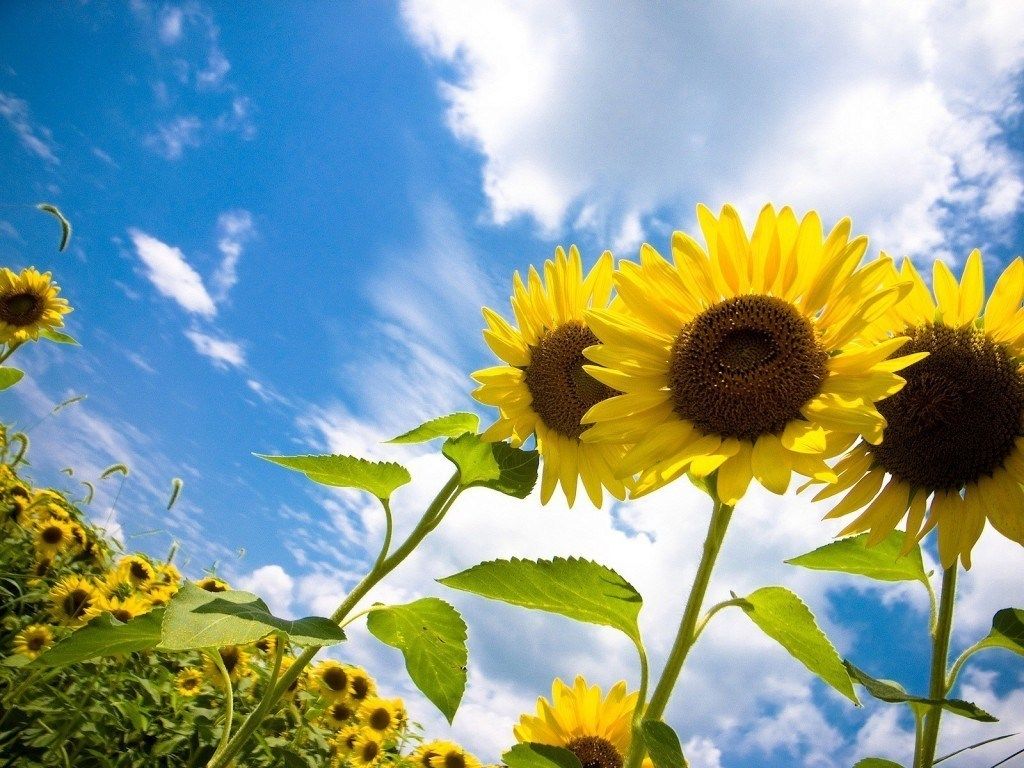 Girasoli con cielo azzurro, 1024x768 HD, PC