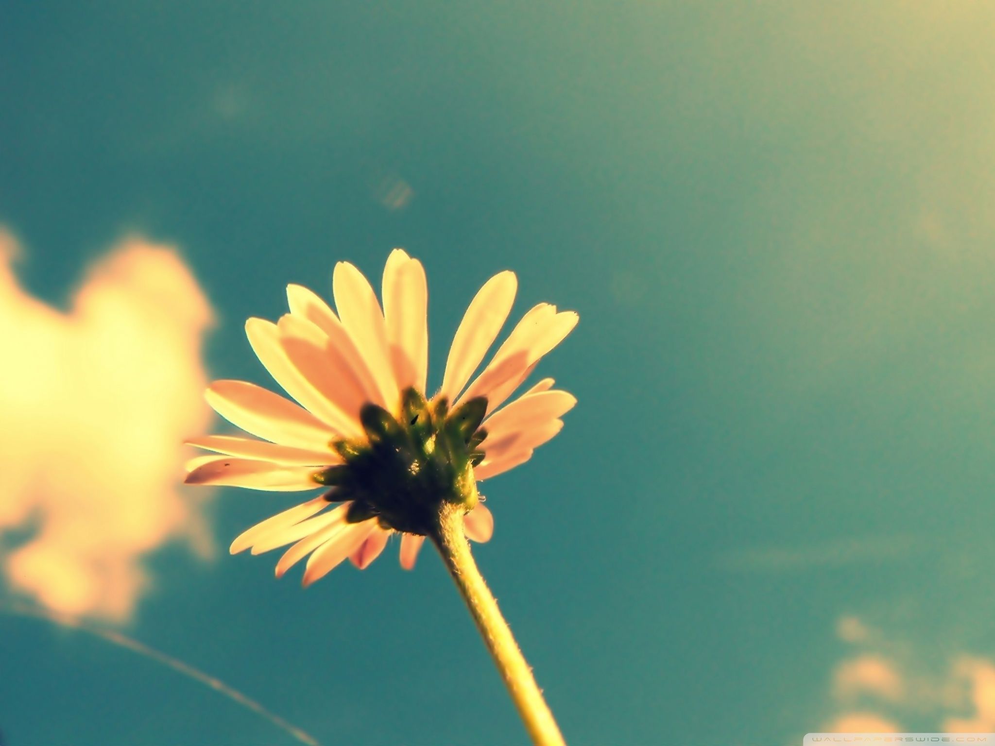 con Sole e Fiori, 2048x1536 2K, Desktop