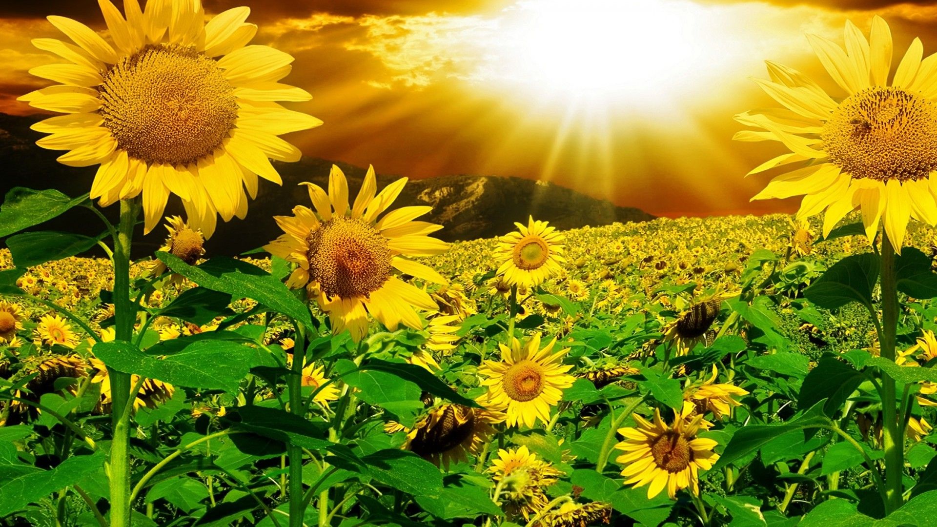 Campo di girasoli al sole, 1920x1080 1080p, PC Desktop