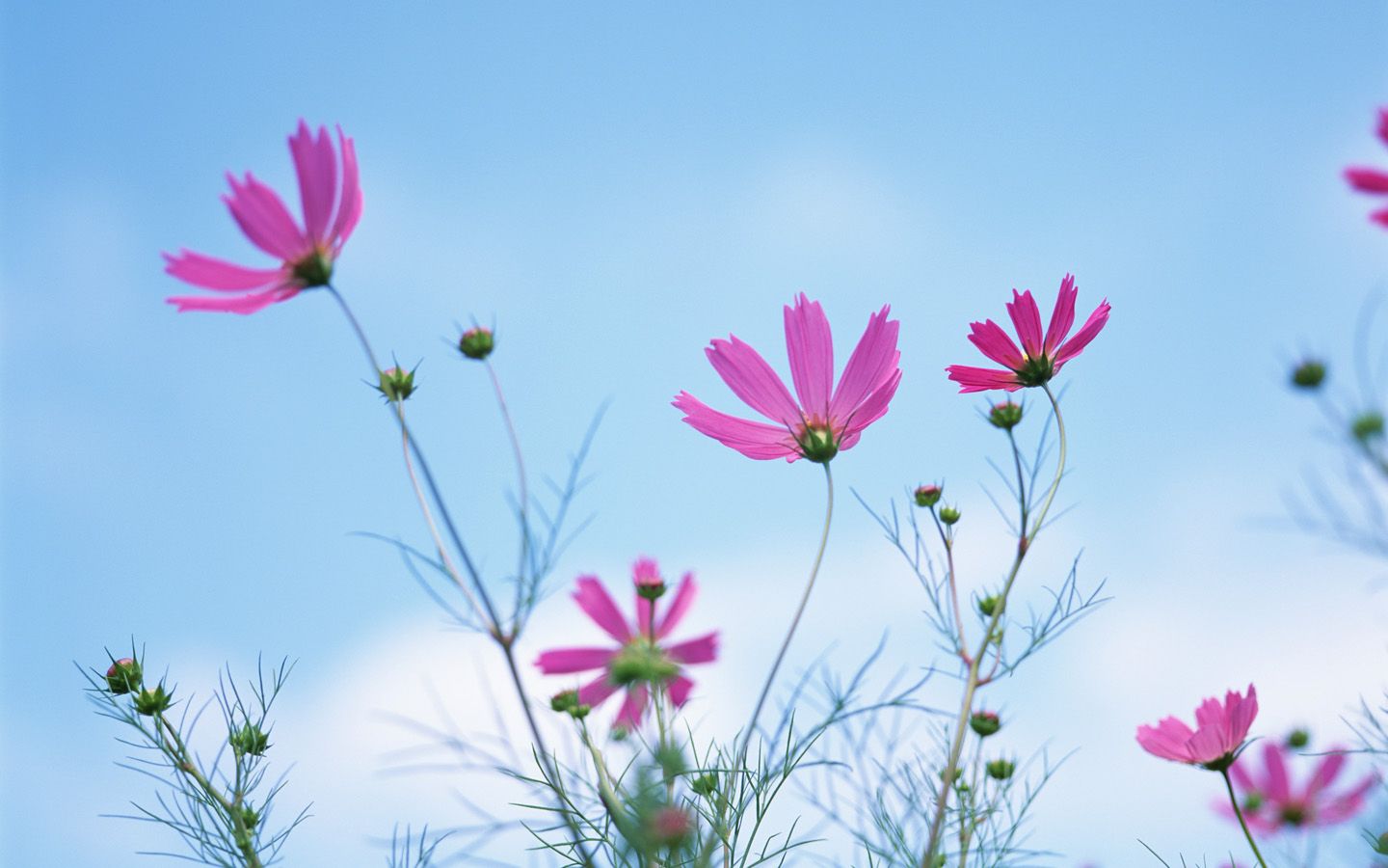 Fiori cosmos rosa cielo, 1440x900 HD, Desktop