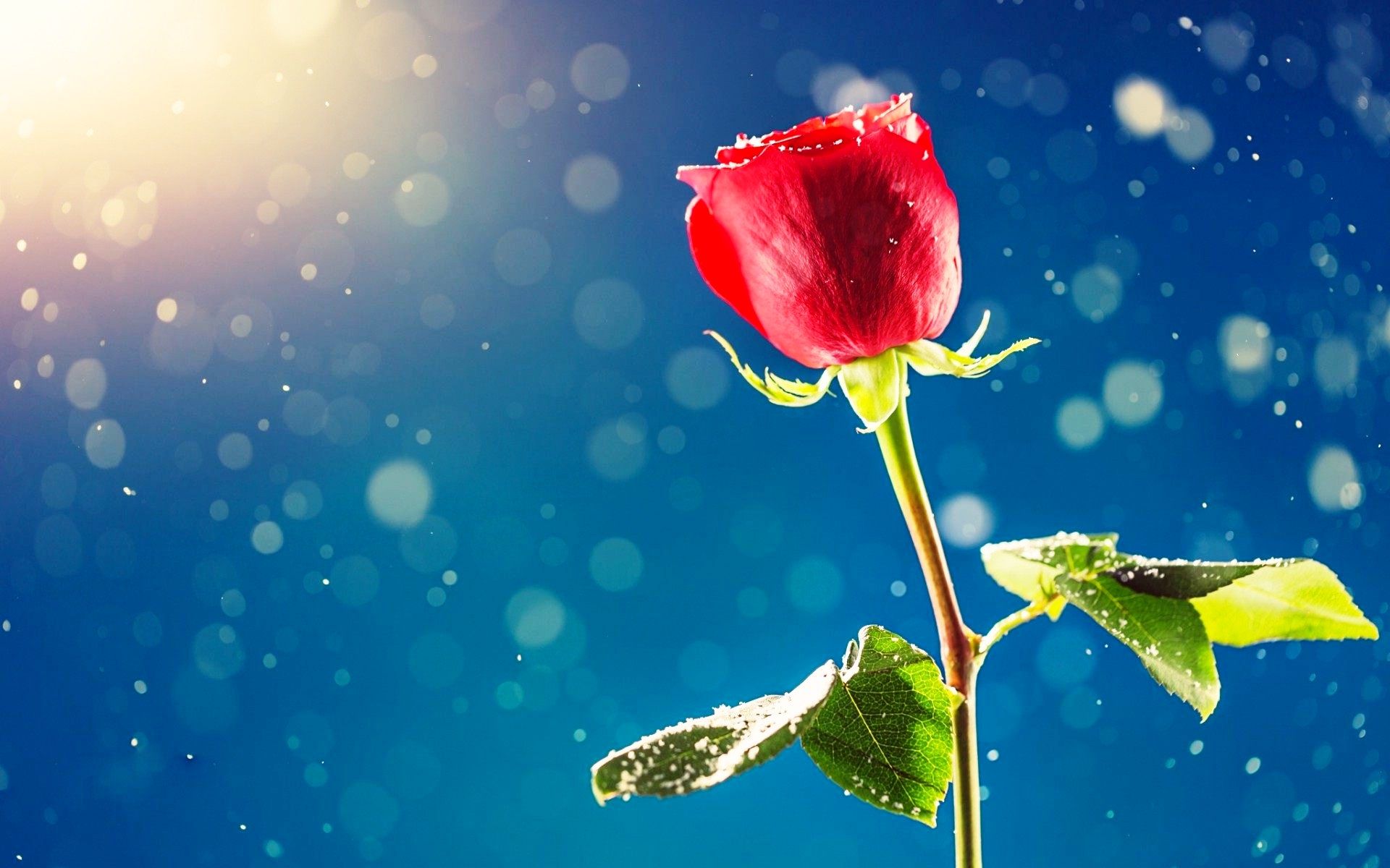 Rosa rossa con luce solare, 1920x1200 Full HD+, Desktop