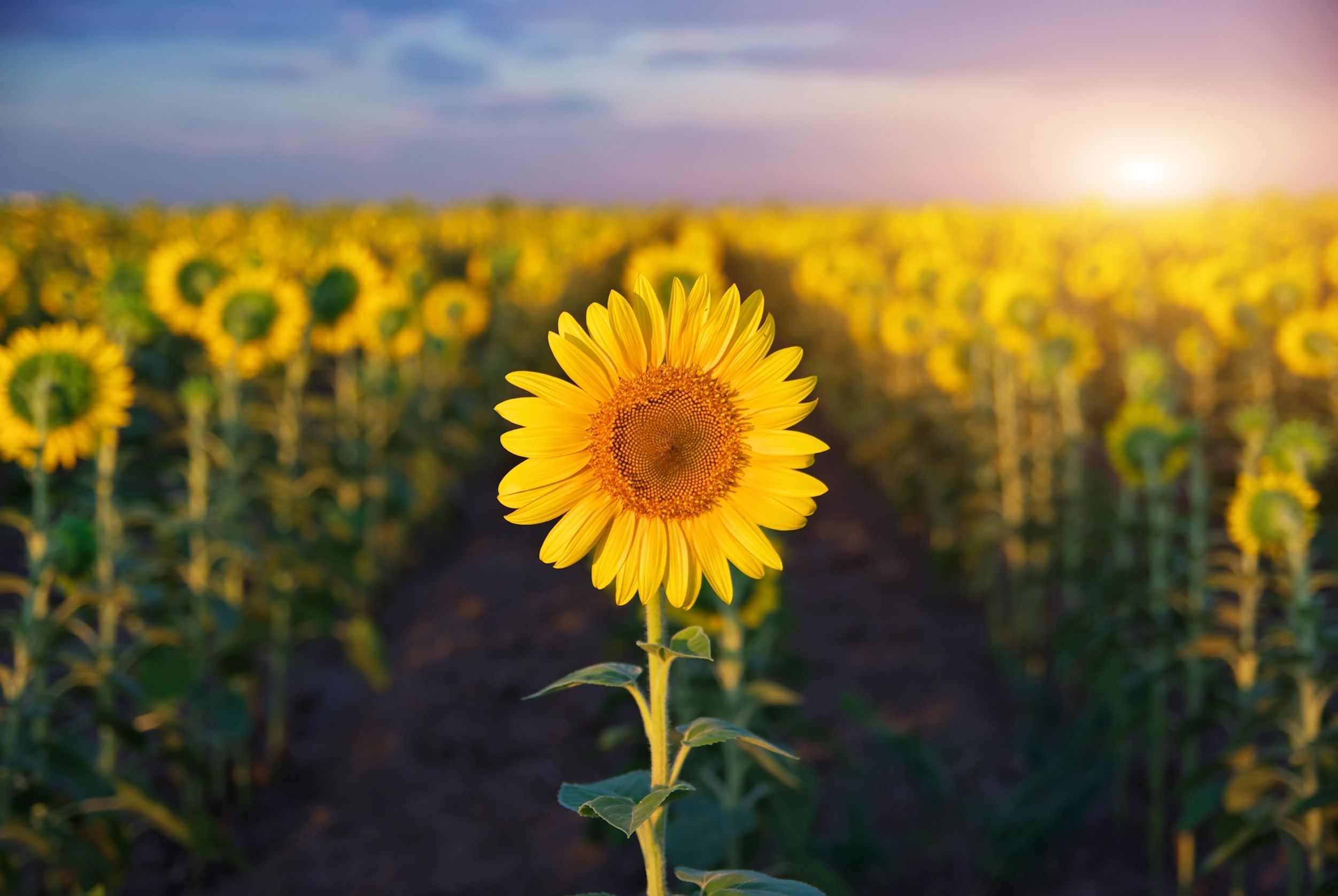 Girasole al tramonto, 2503x1676 Hi-Res, Desktop