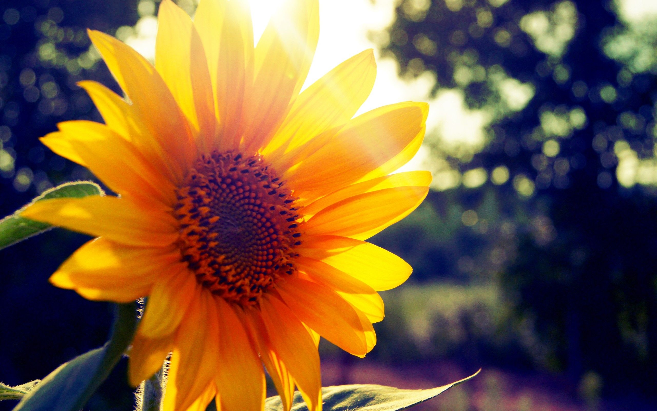 Girasole con luce solare, 2560x1600 2K+, Laptop