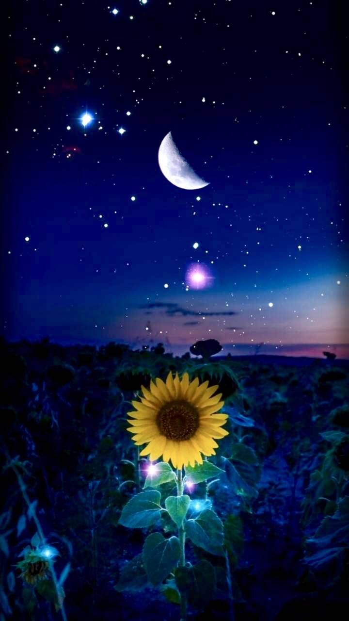 Girasole notturno con luna e stelle, 720x1280 Verticale, Mobile