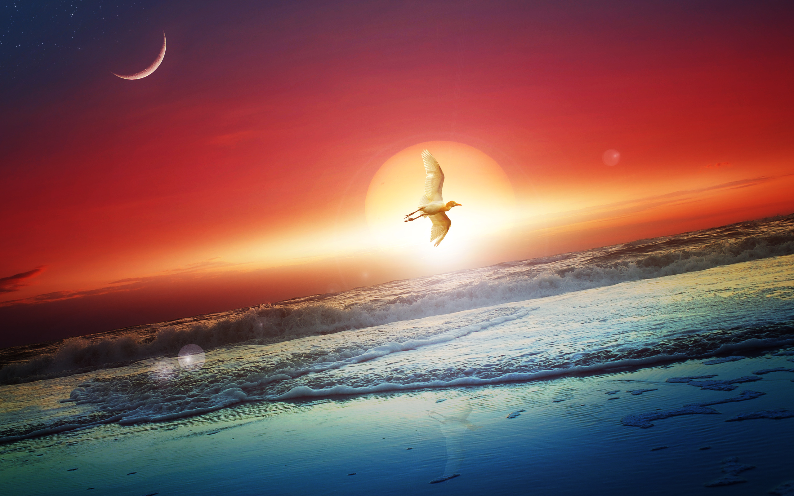 Uccello in volo, sole e luna, 2560x1600 2K, MacBook Pro