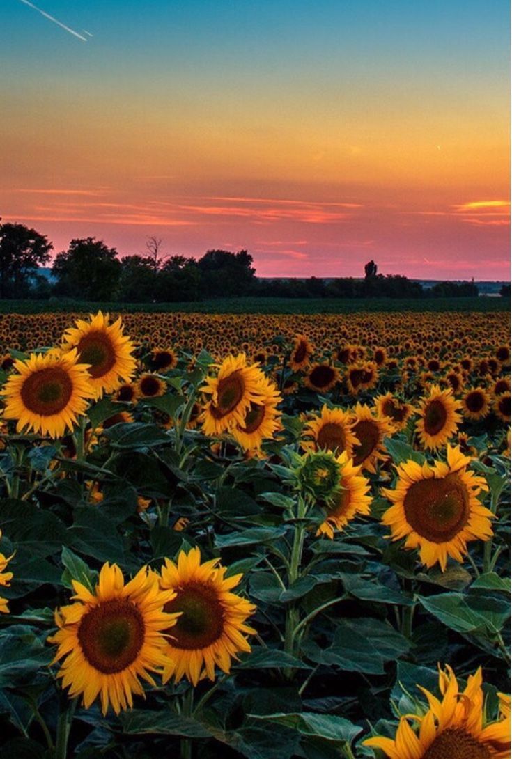 Campo di girasoli al tramonto, 735x1090 Full HD Verticale, Smartphone