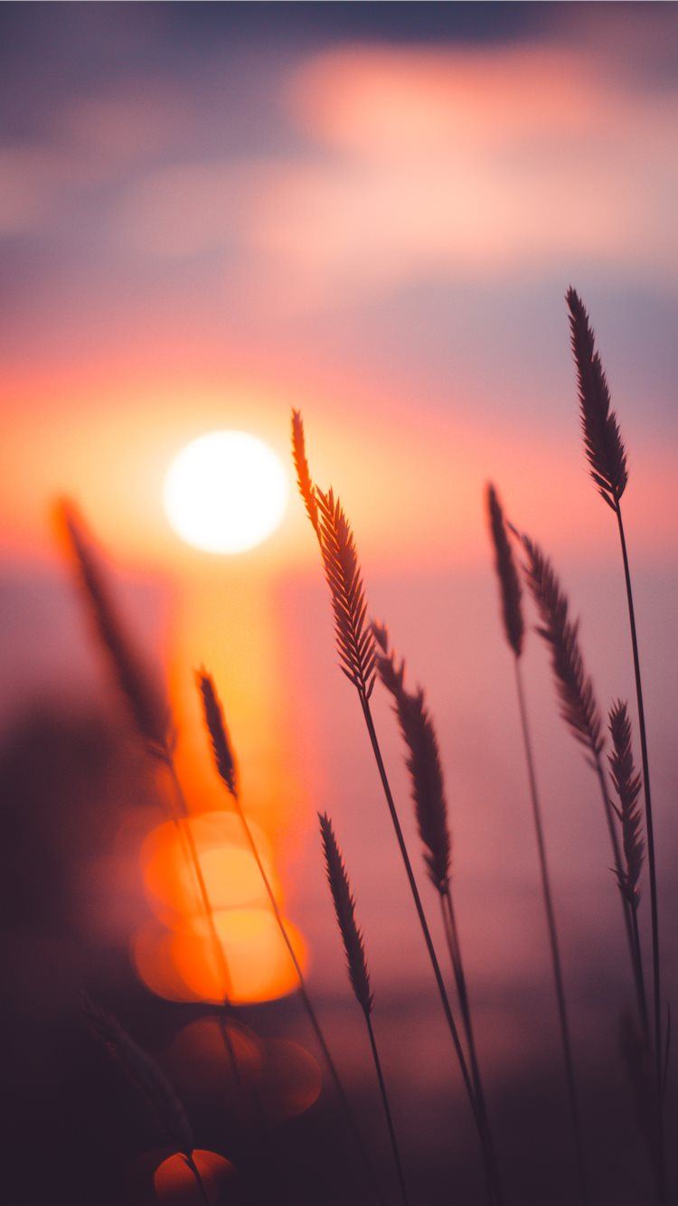 Tramonto sole erba silhouette, 750x1334 Full HD Verticale, iPhone