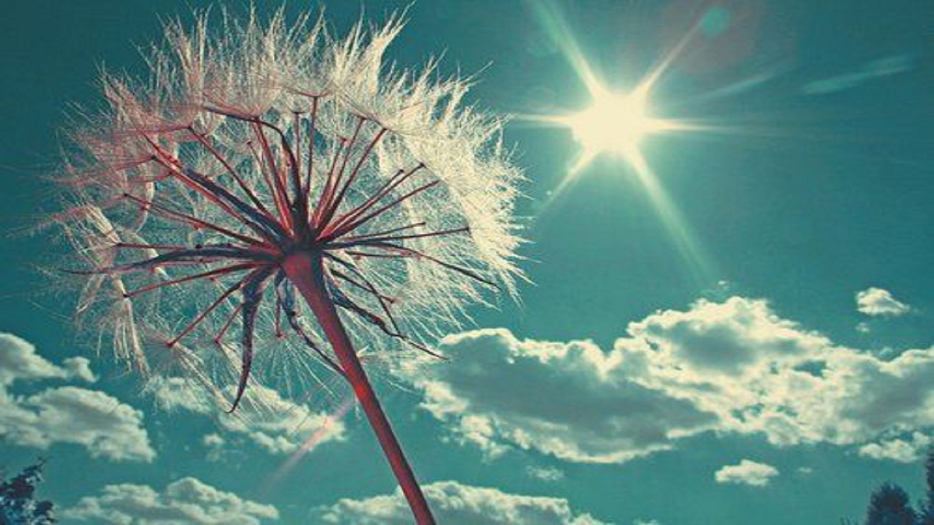 Soffione con sole e nuvole, 1920x1080 Full HD 1080p, PC Desktop