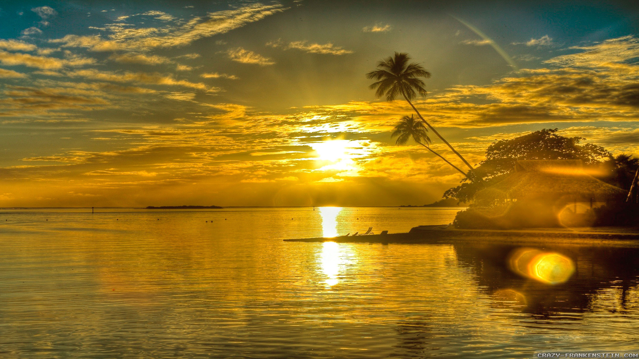 tramonto dorato con palme, 2560x1440 2K QHD, PC