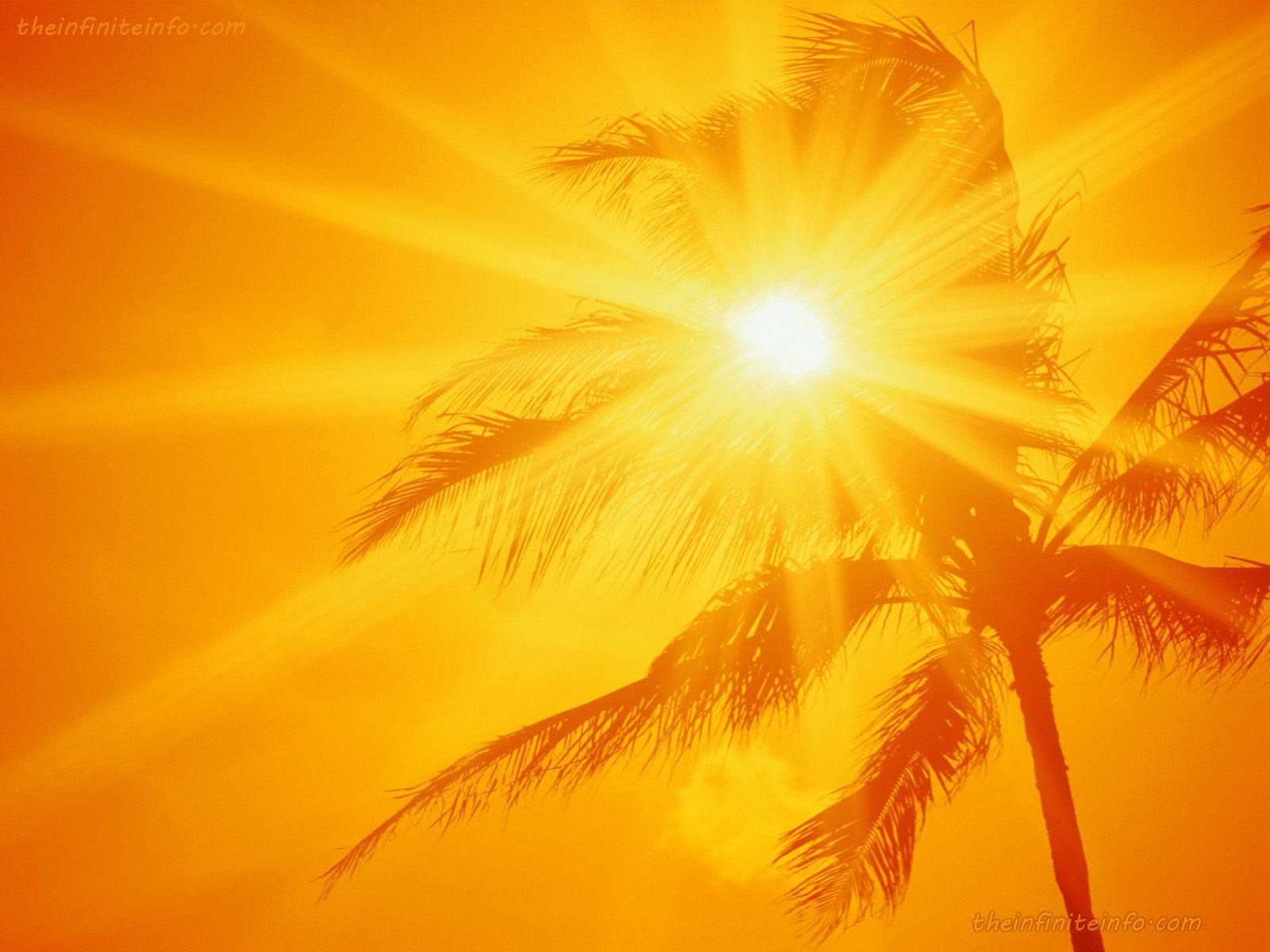 Sole splendente tra palme, 1600x1200 HD, Laptop