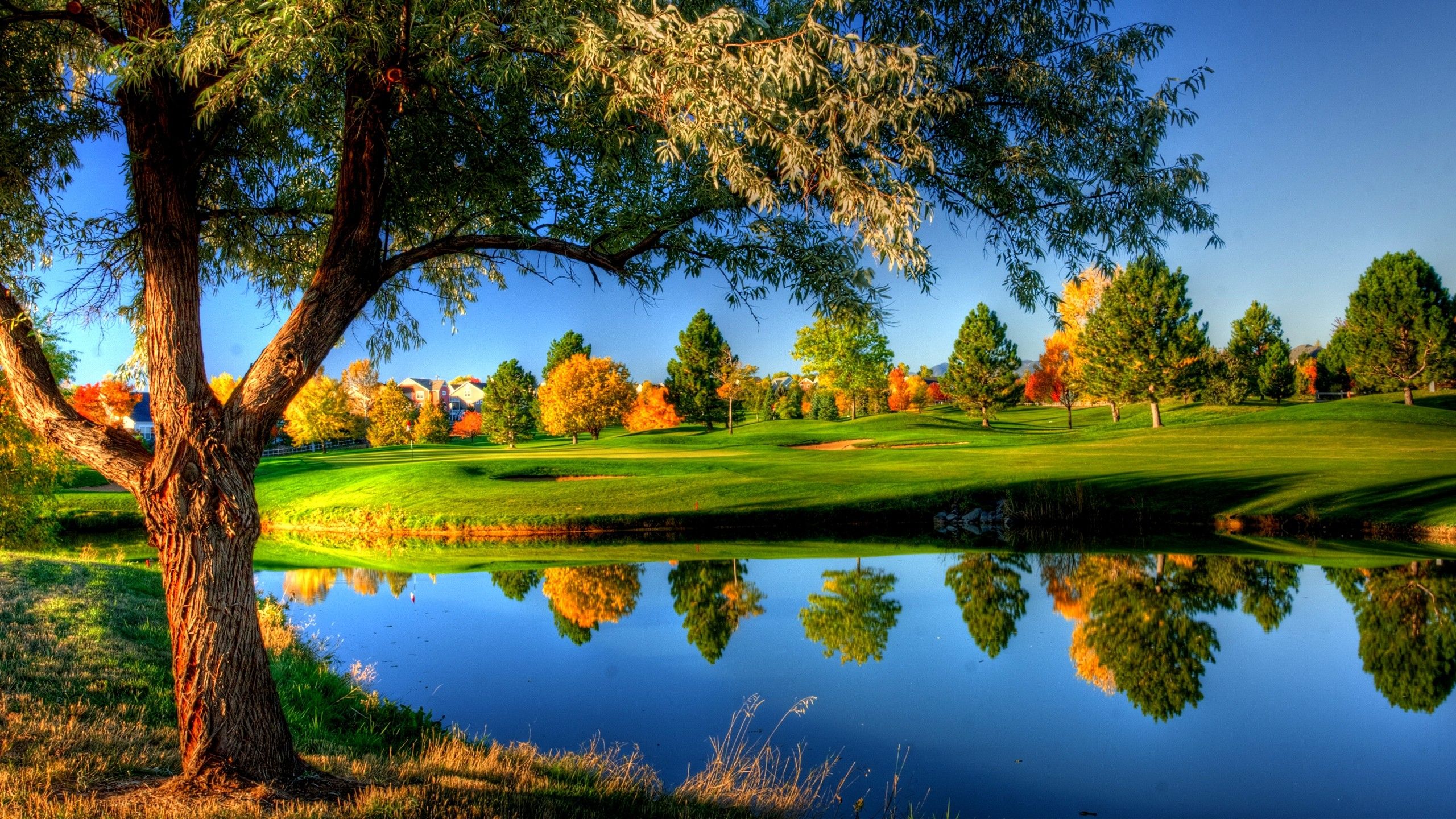 Paesaggio soleggiato con laghetto e alberi, 2560x1440 1440p, Desktop