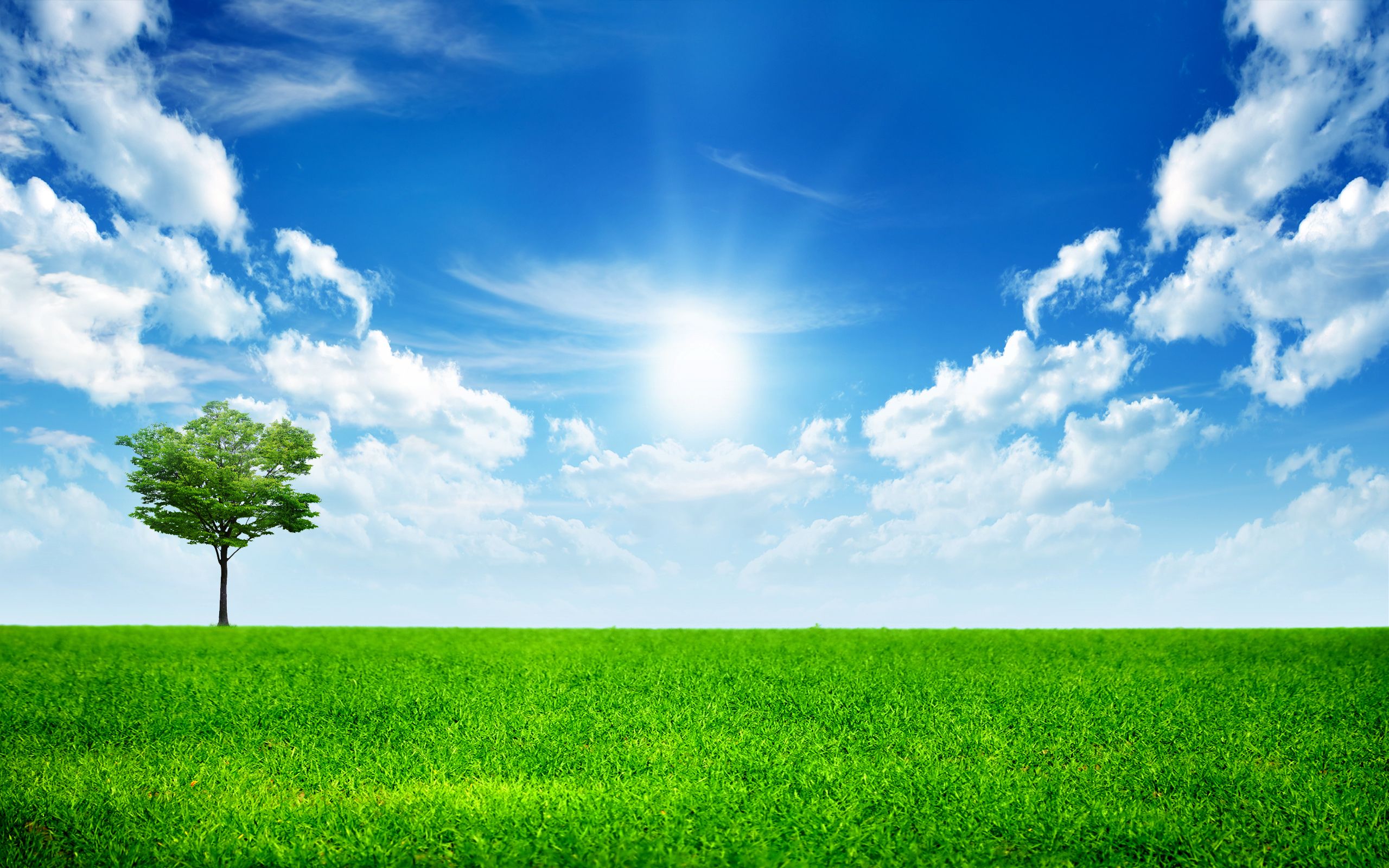 Albero solitario in prato verde, 2560x1600 2K, MacBook Pro