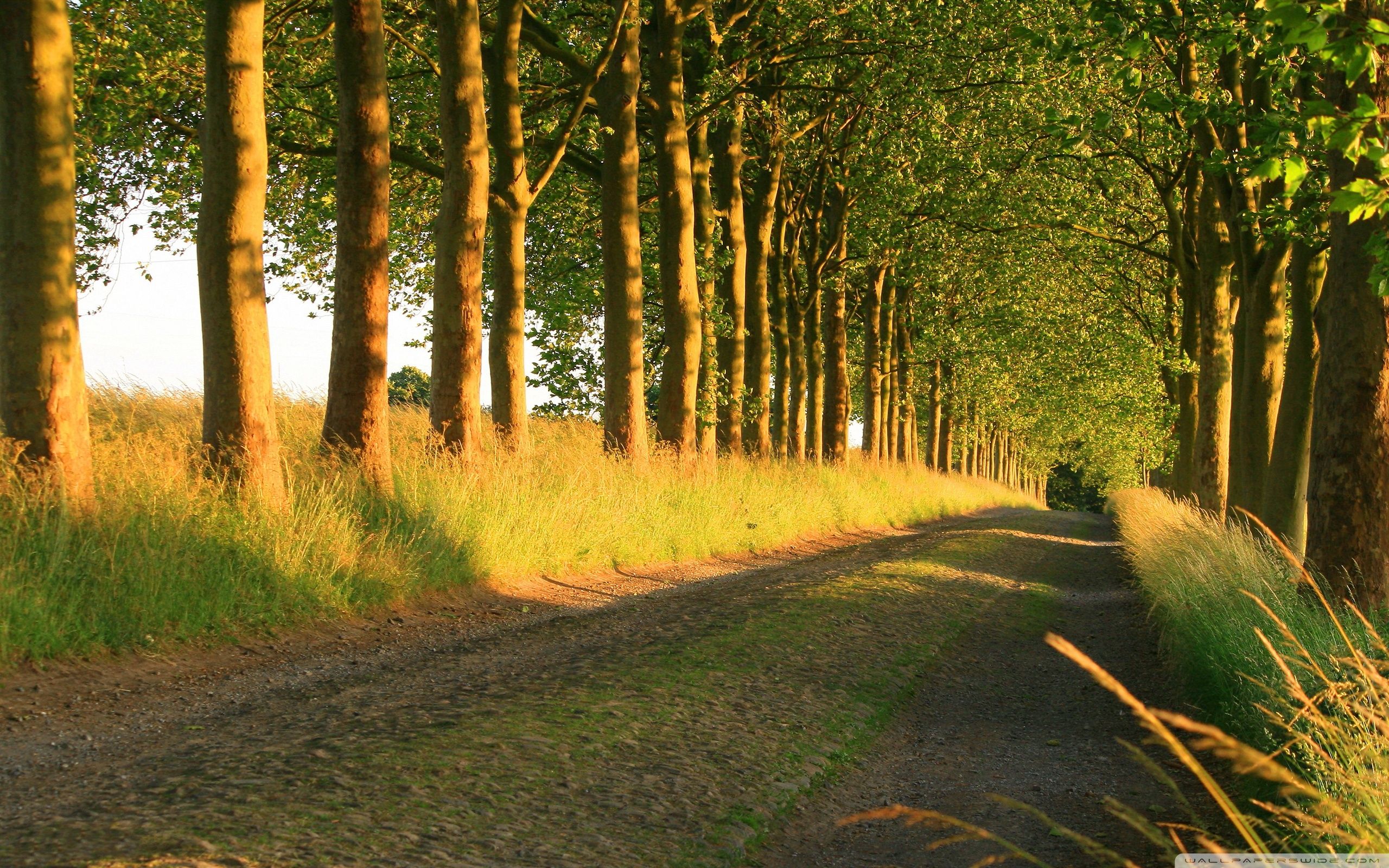 Strada sterrata tra alberi soleggiata, 2560x1600 WQXGA, Desktop