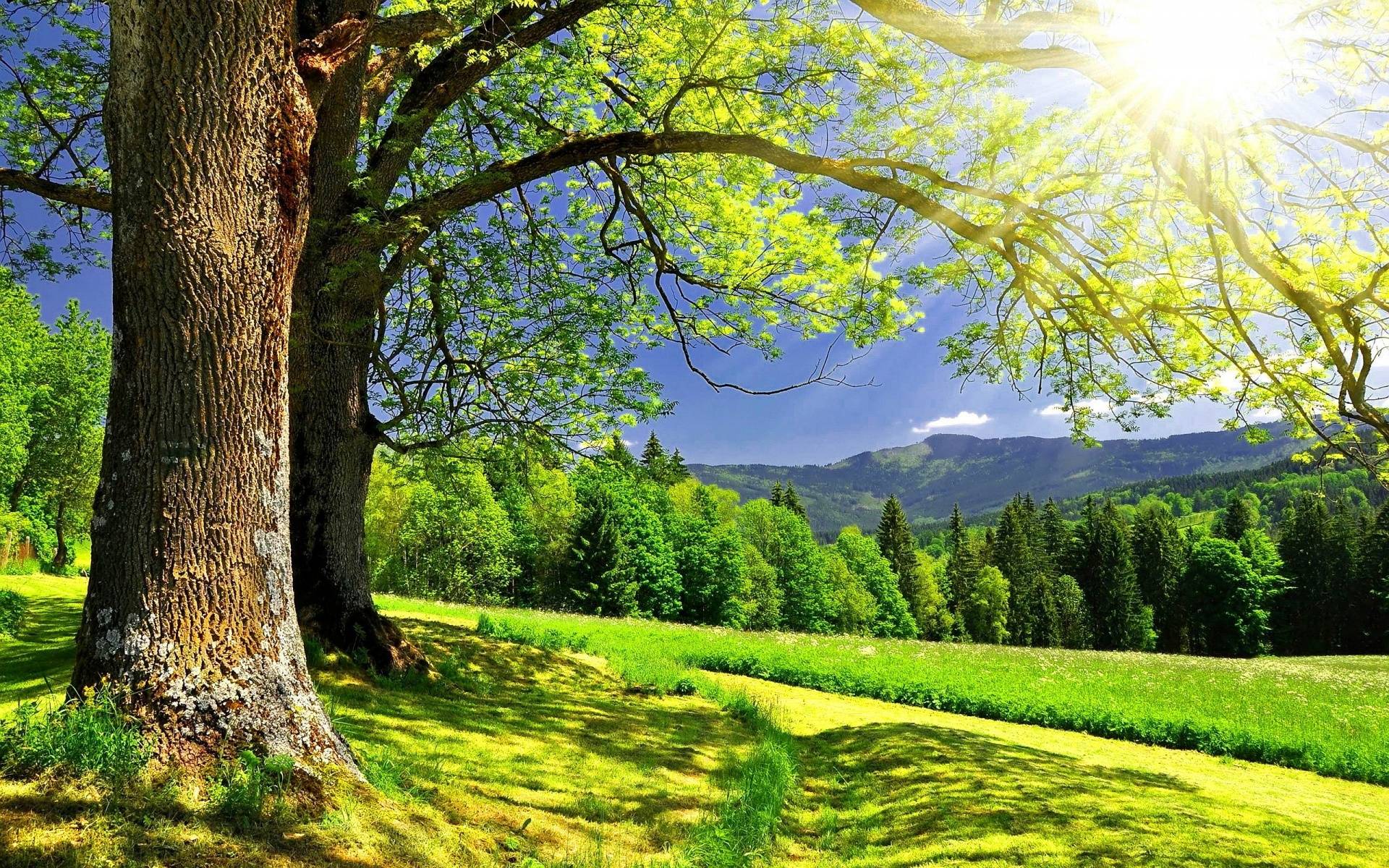 Albero soleggiato in prato verde, 1920x1200 WUXGA, iMac
