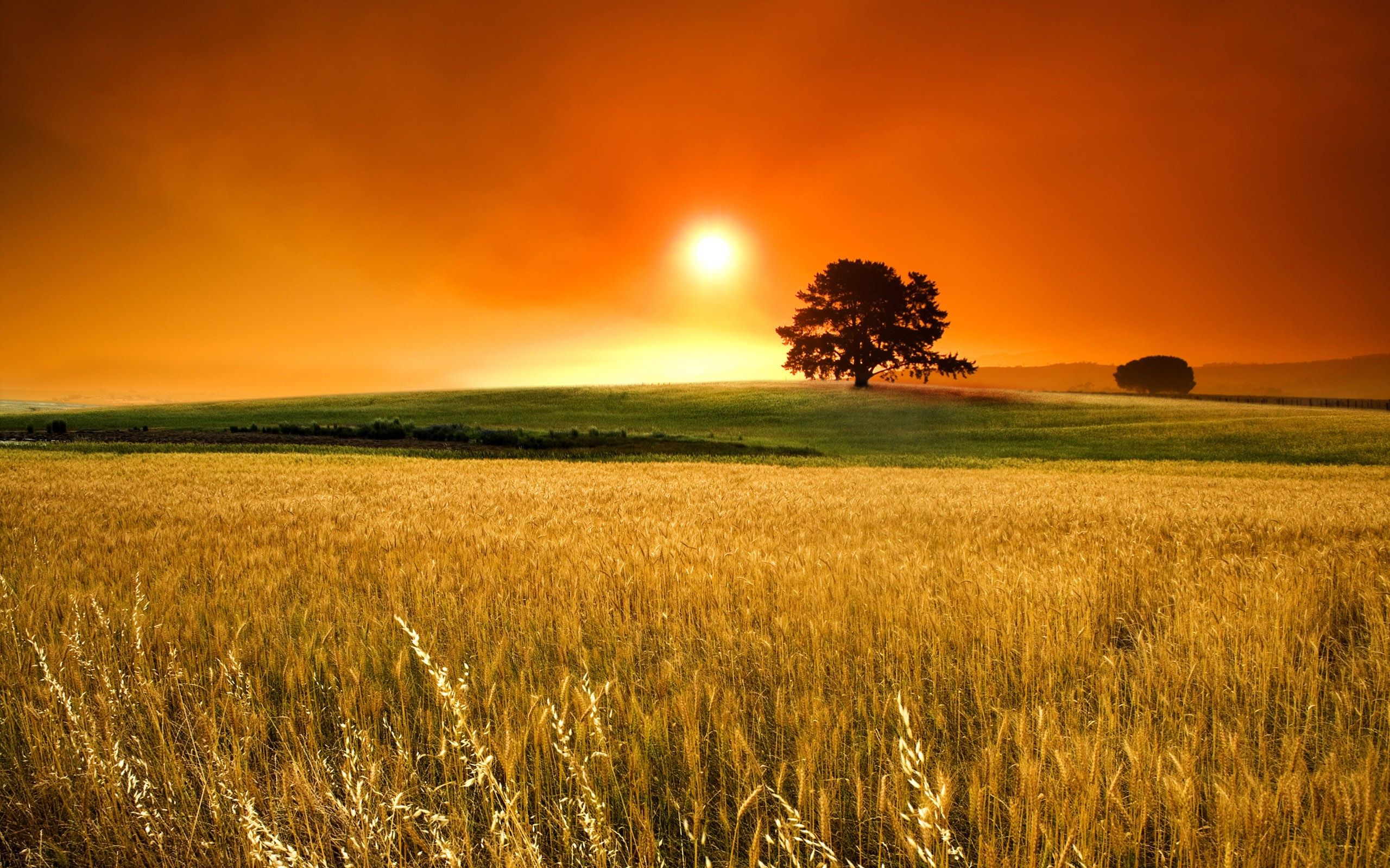 Campo di grano al tramonto, 2560x1600 2K, PC