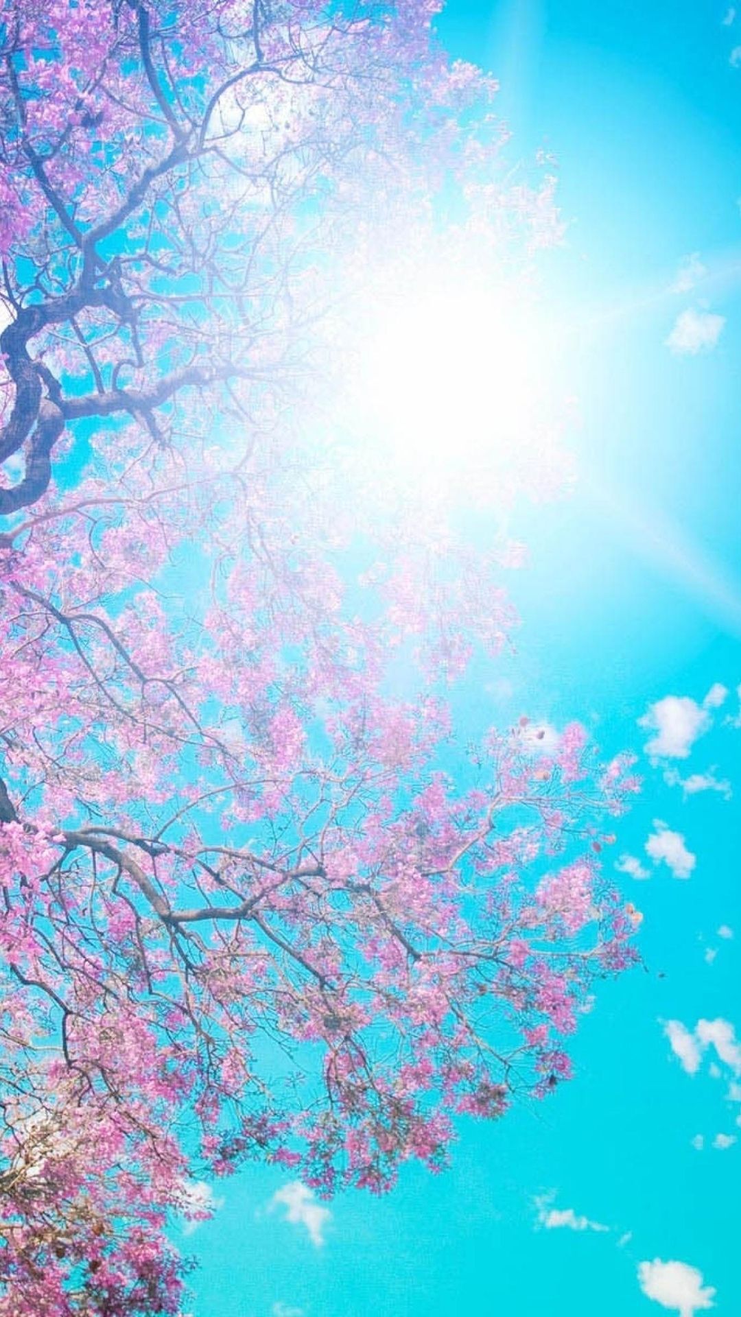 Albero fiori rosa cielo soleggiato, 1080x1920 Full HD Verticale, Samsung Galaxy