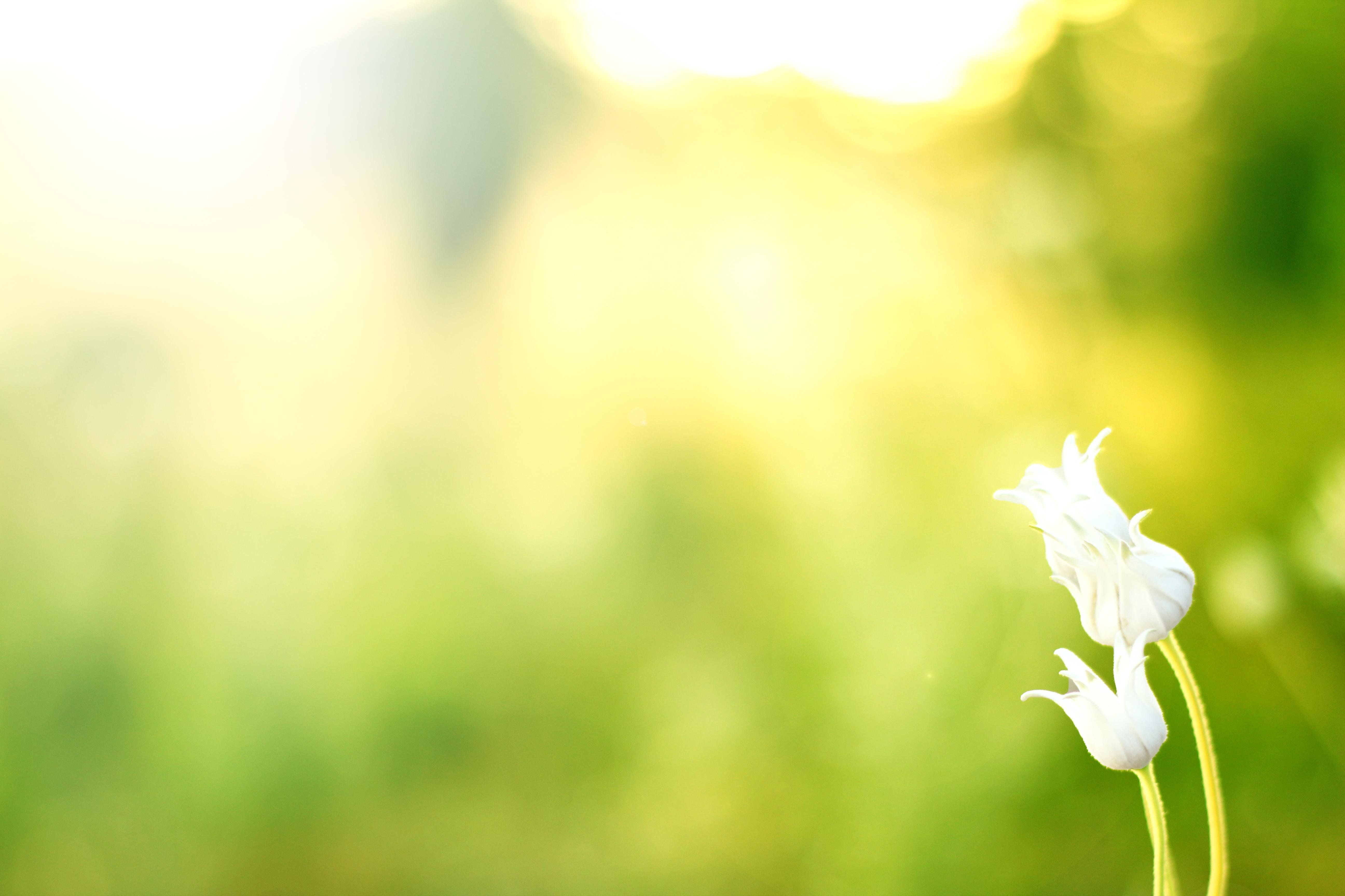 Fiori bianchi luce solare verde, 5184x3456 Ultra HD, 4K TV