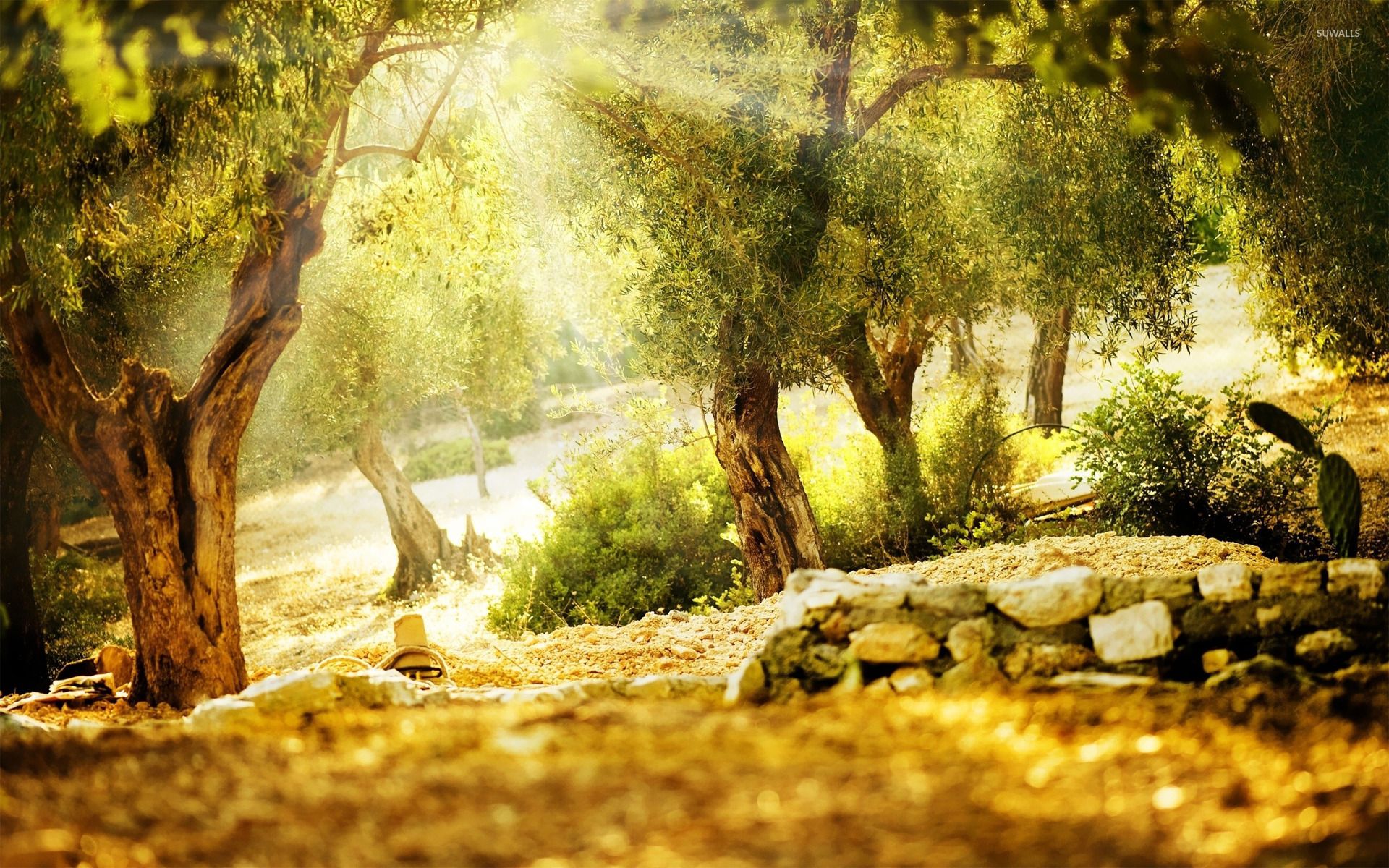 Parco soleggiato con alberi, 1920x1200 Full HD+ WUXGA, Desktop