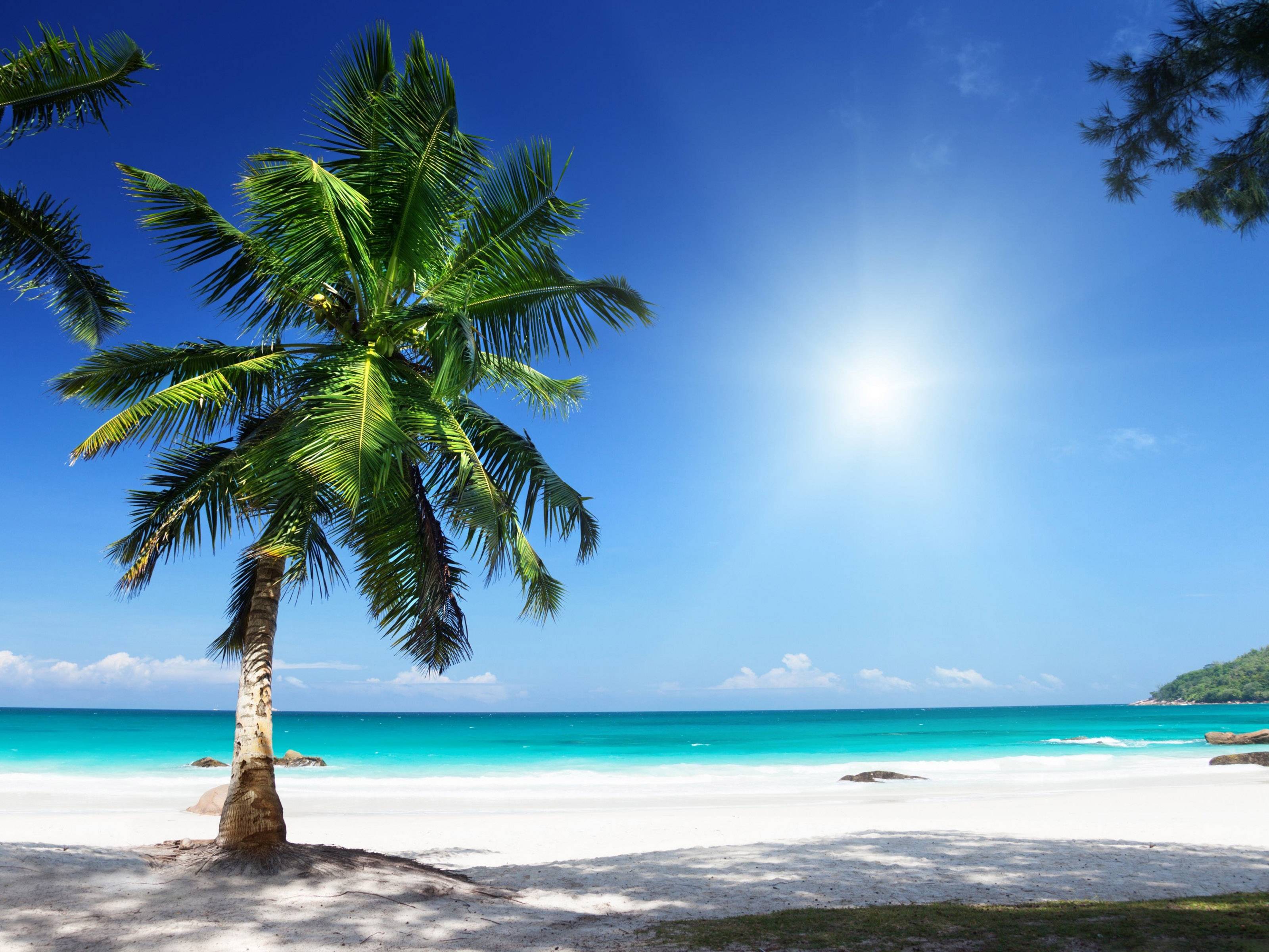 Palma su spiaggia tropicale, 3200x2400 2K+, Desktop