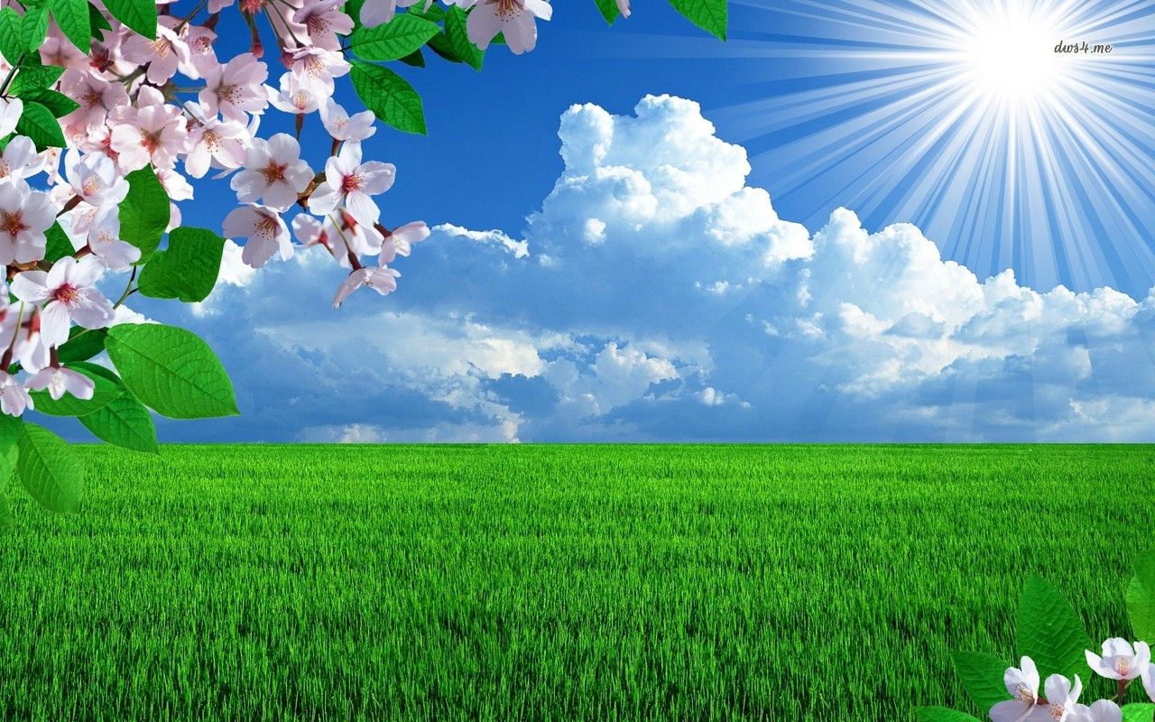 Prato verde con fiori e sole, 1280x800 720p, Laptop