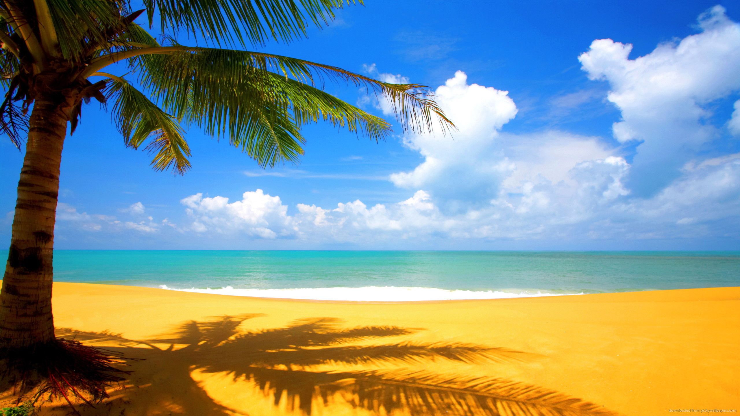 Spiaggia tropicale con palma, 2560x1440 QHD, Monitor Gaming