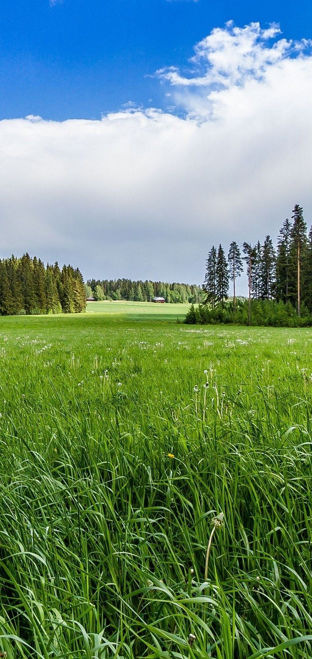 Prato verde con foresta e cielo, 1080x2280 Verticale, Mobile