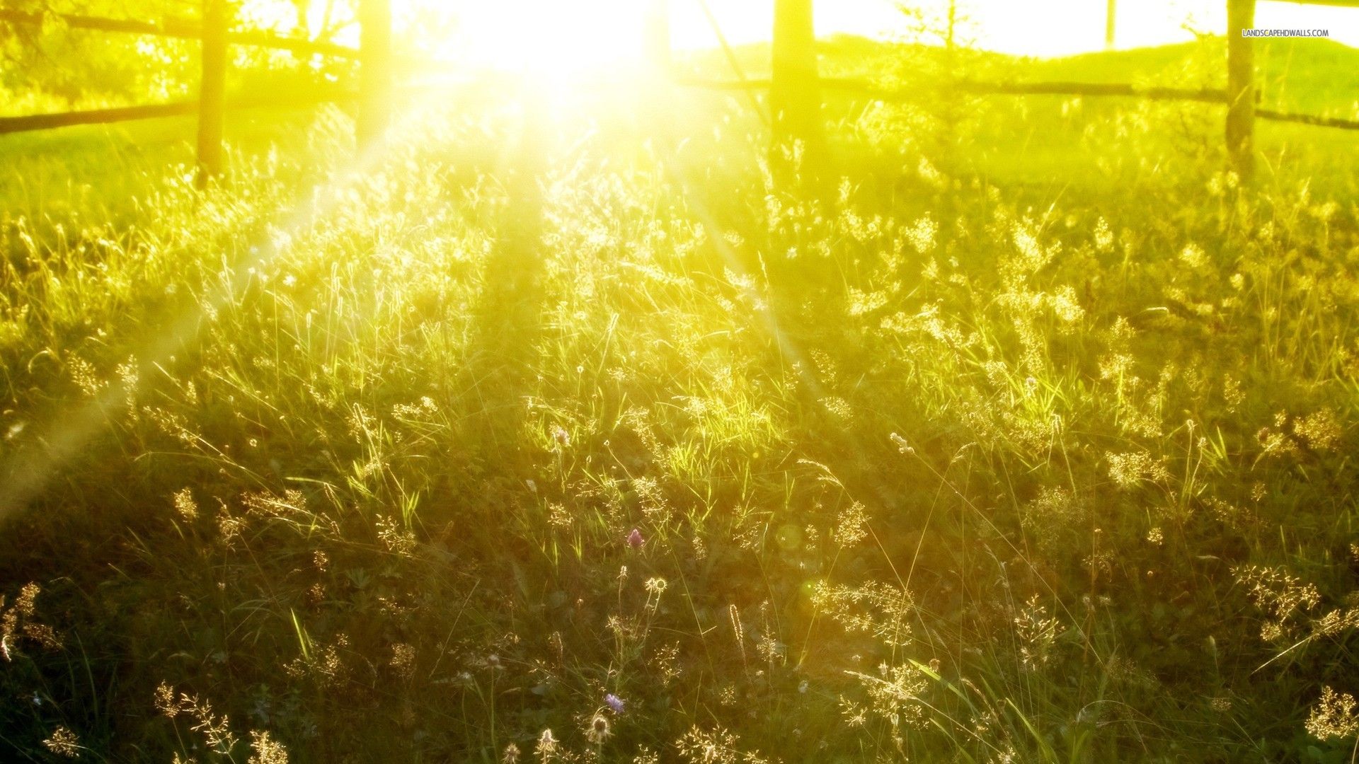 Prato soleggiato con recinto legno, 1920x1080 1080p, Desktop