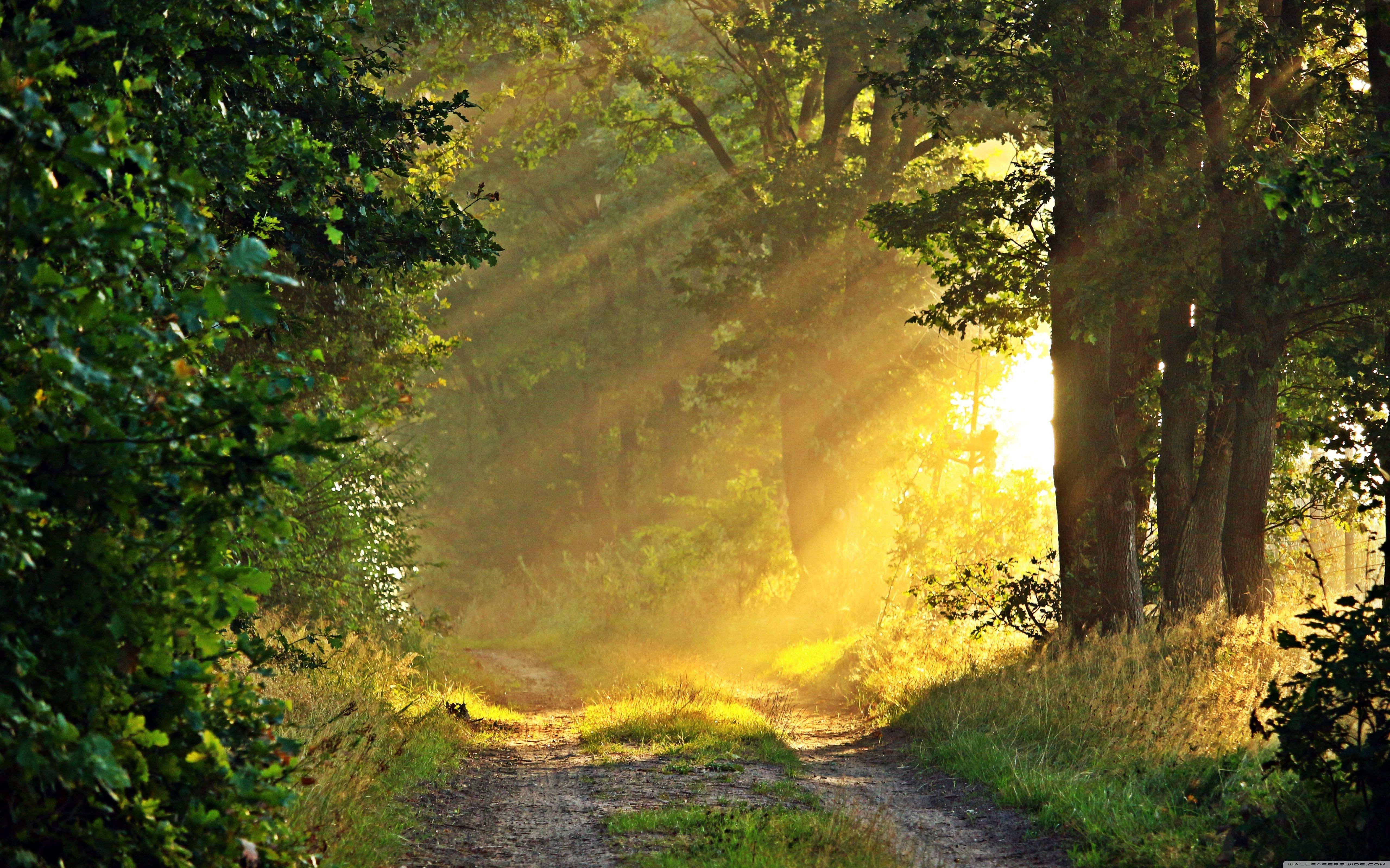 Sentiero nel bosco soleggiato, 5120x3200 UHD, PC 4K