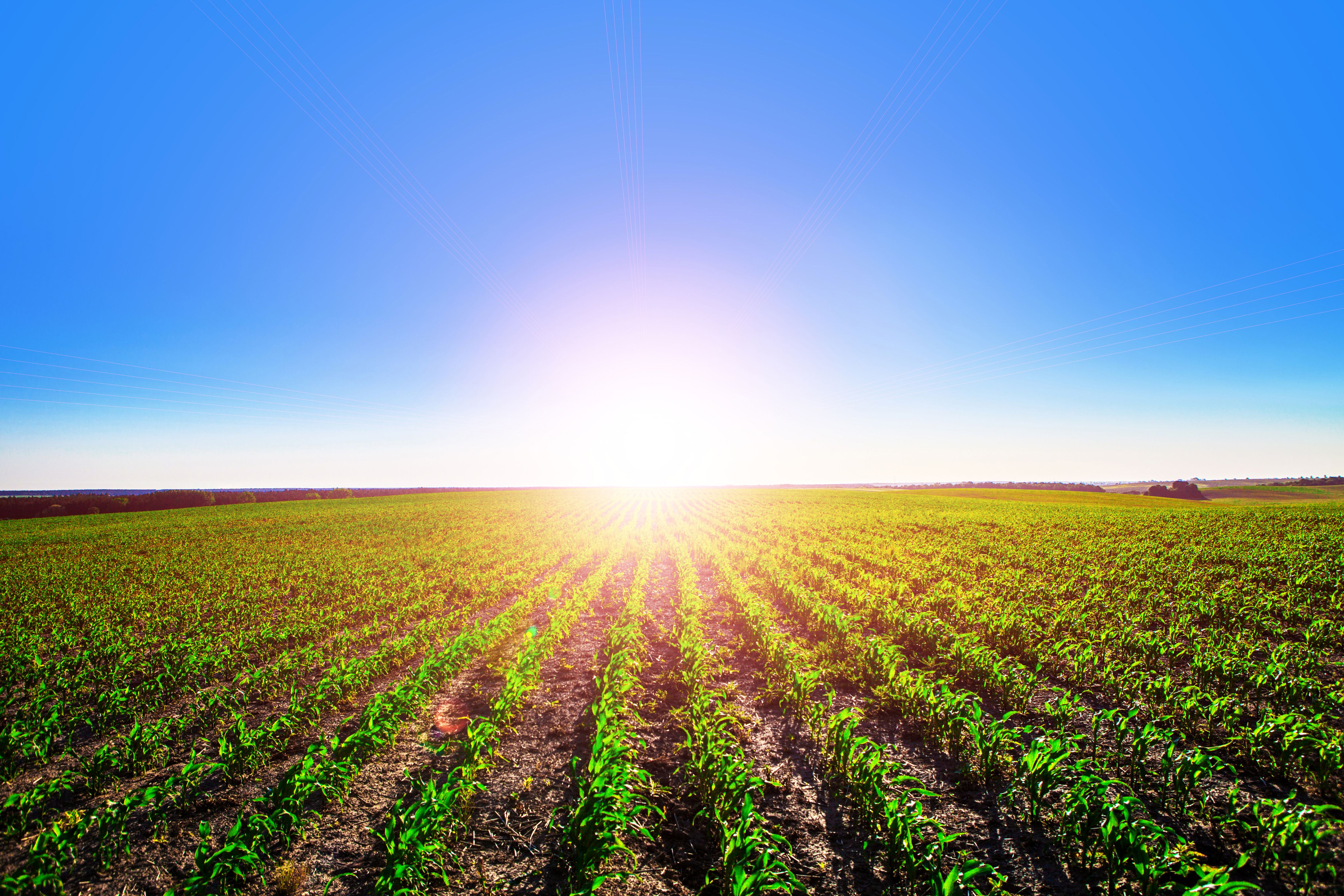 Campo agricolo con sole splendente, 4800x3200 UHD, PC 4K