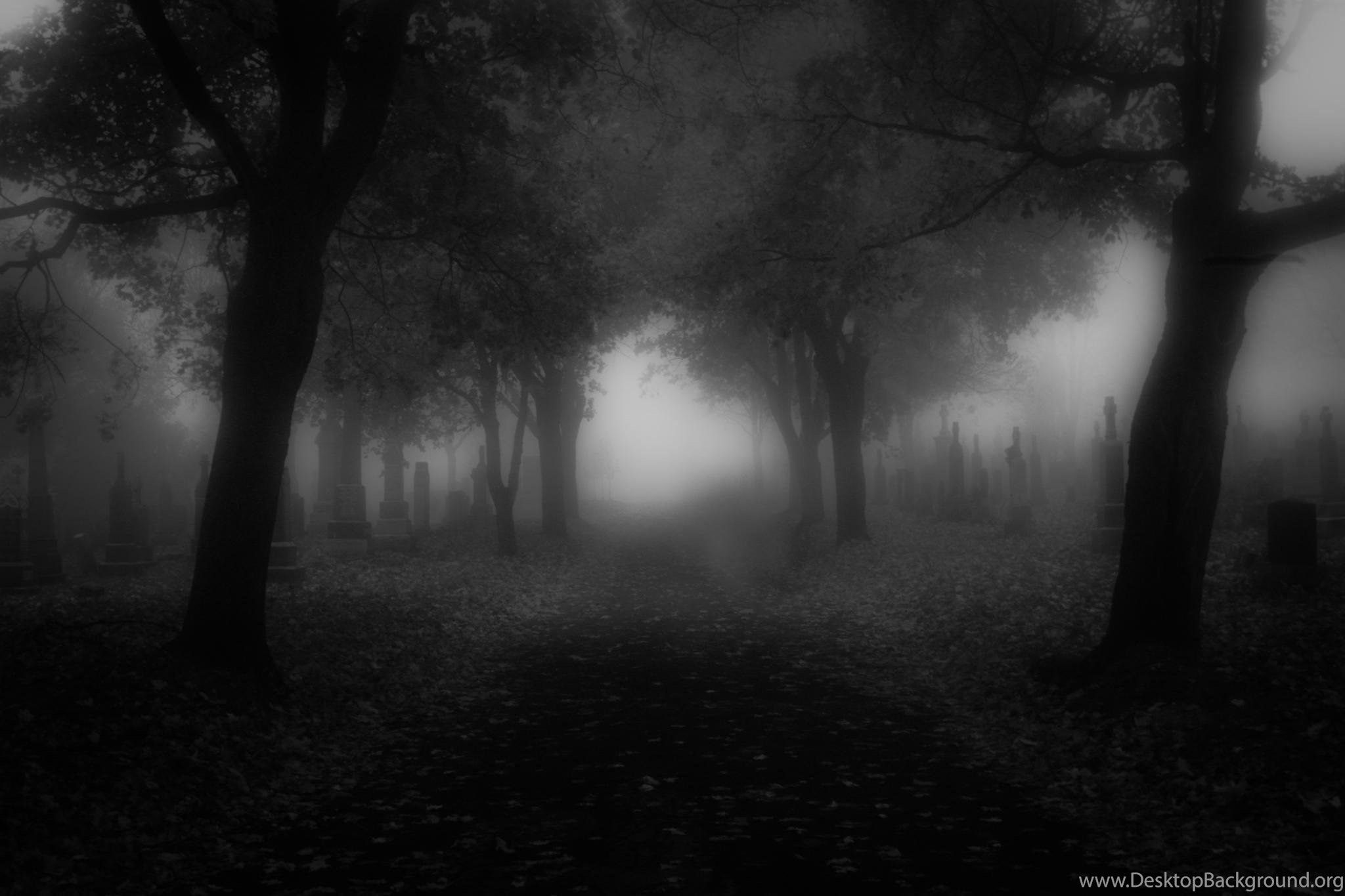 Foresta buia nebbiosa, 2048x1365 Hi-Res, Desktop