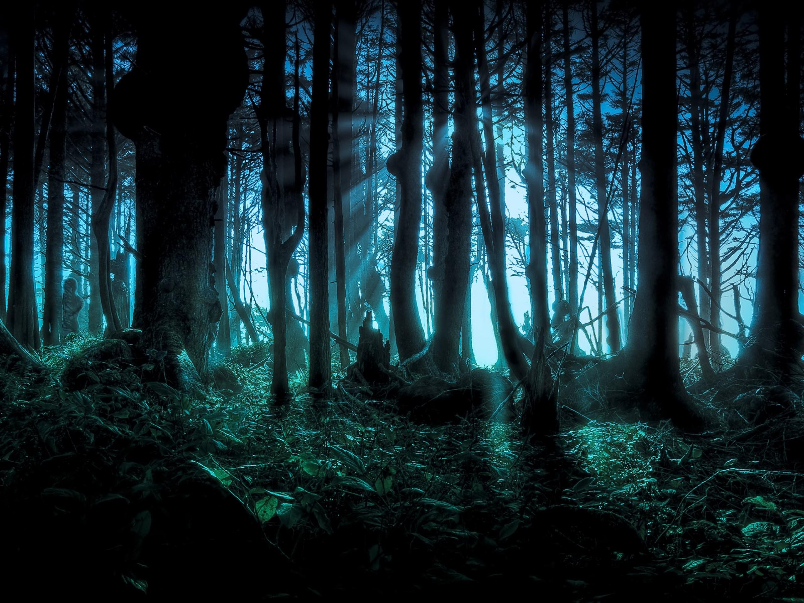 Foresta oscura nebbiosa notturna, 2560x1920 2K, PC