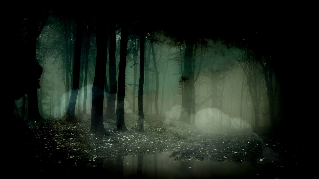 Foresta buia nebbiosa spettrale, 1280x720 720p, Monitor Gaming