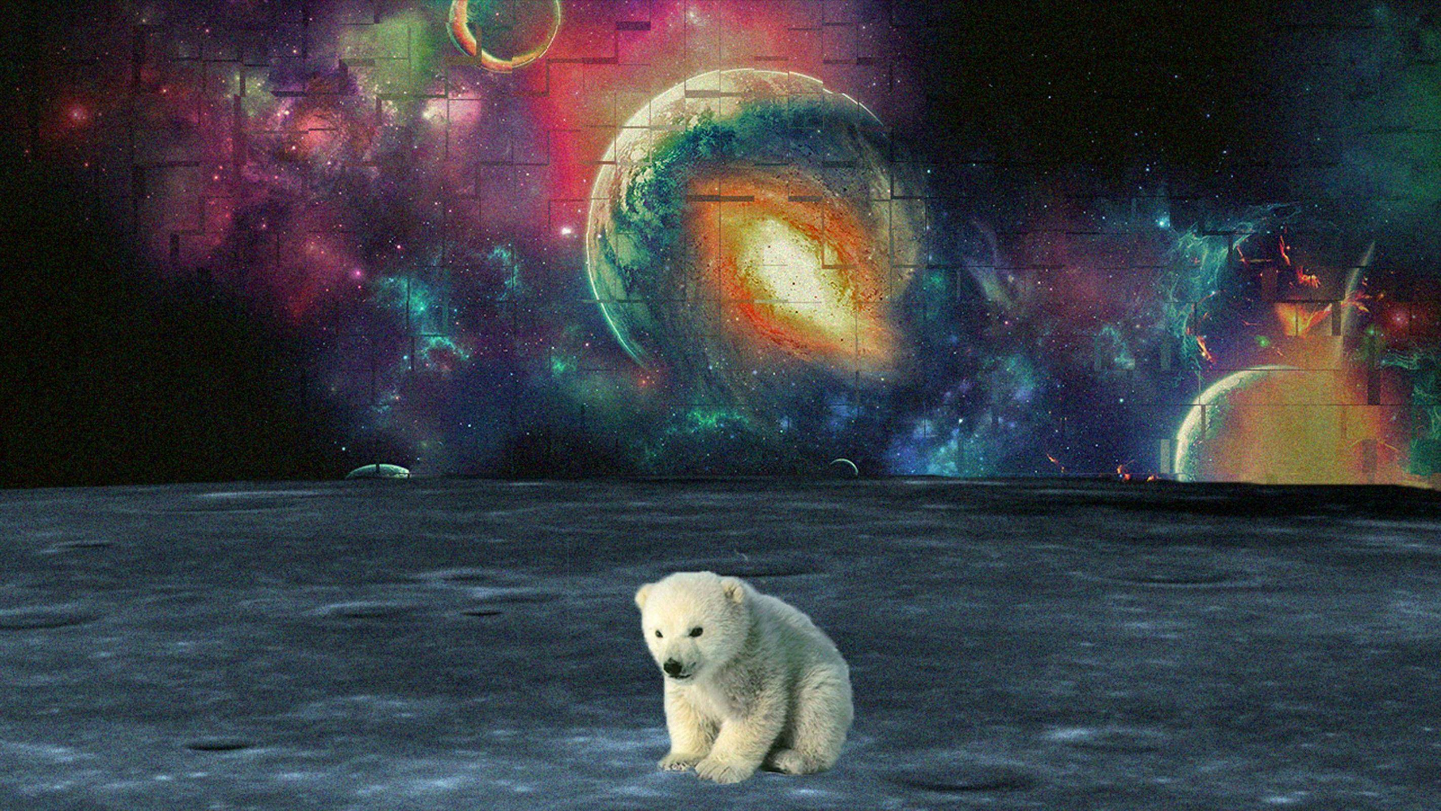 Orso polare su luna spaziale, 2844x1600 WQXGA, Desktop